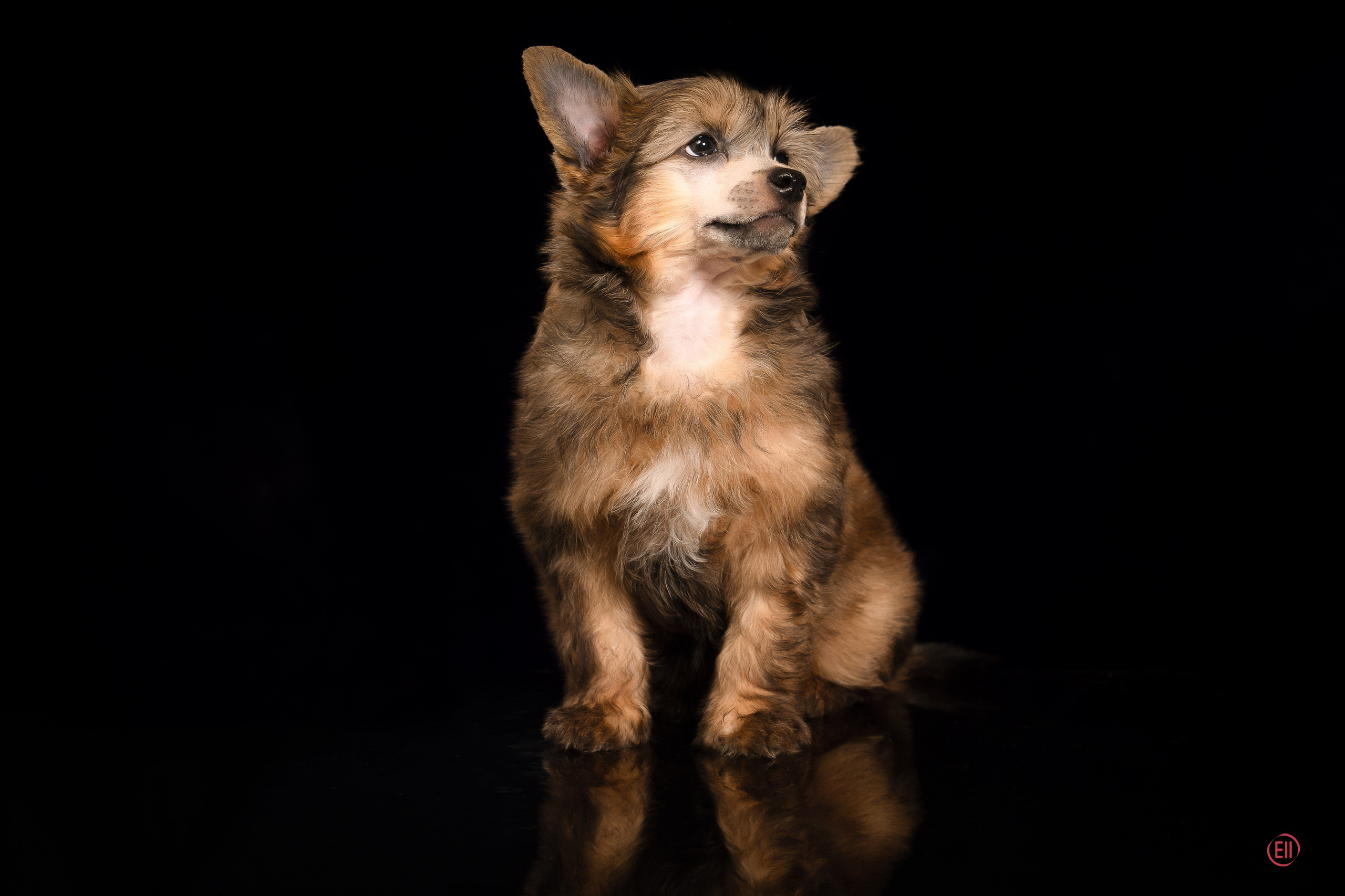 Poale Ell Zhak. Poale Ell Chinese Crested Dog Kennel: Buy a puppy from the kennel