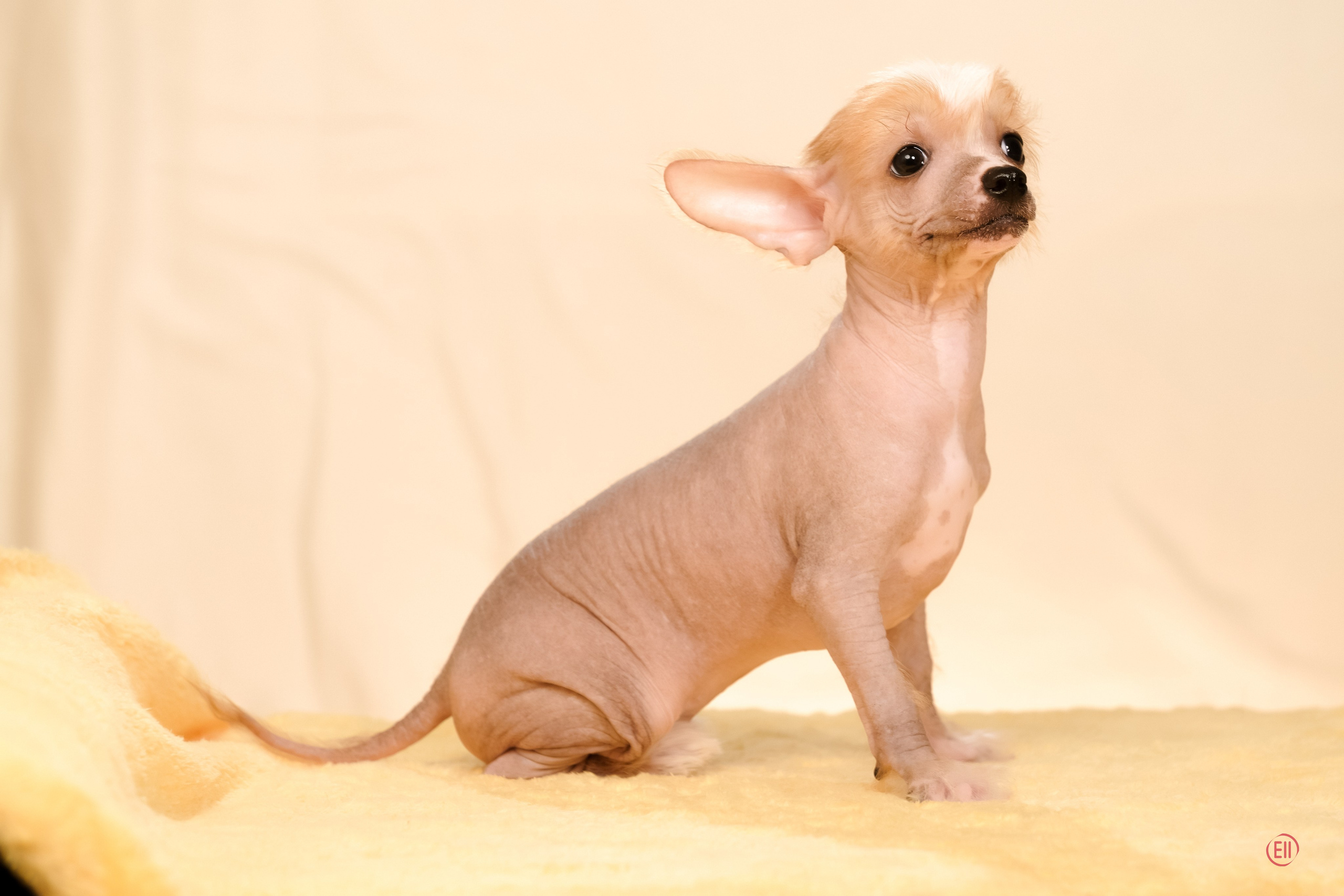 Poale Ell Evsei. Poale Ell Chinese Crested Dog Kennel: Buy a puppy from the kennel