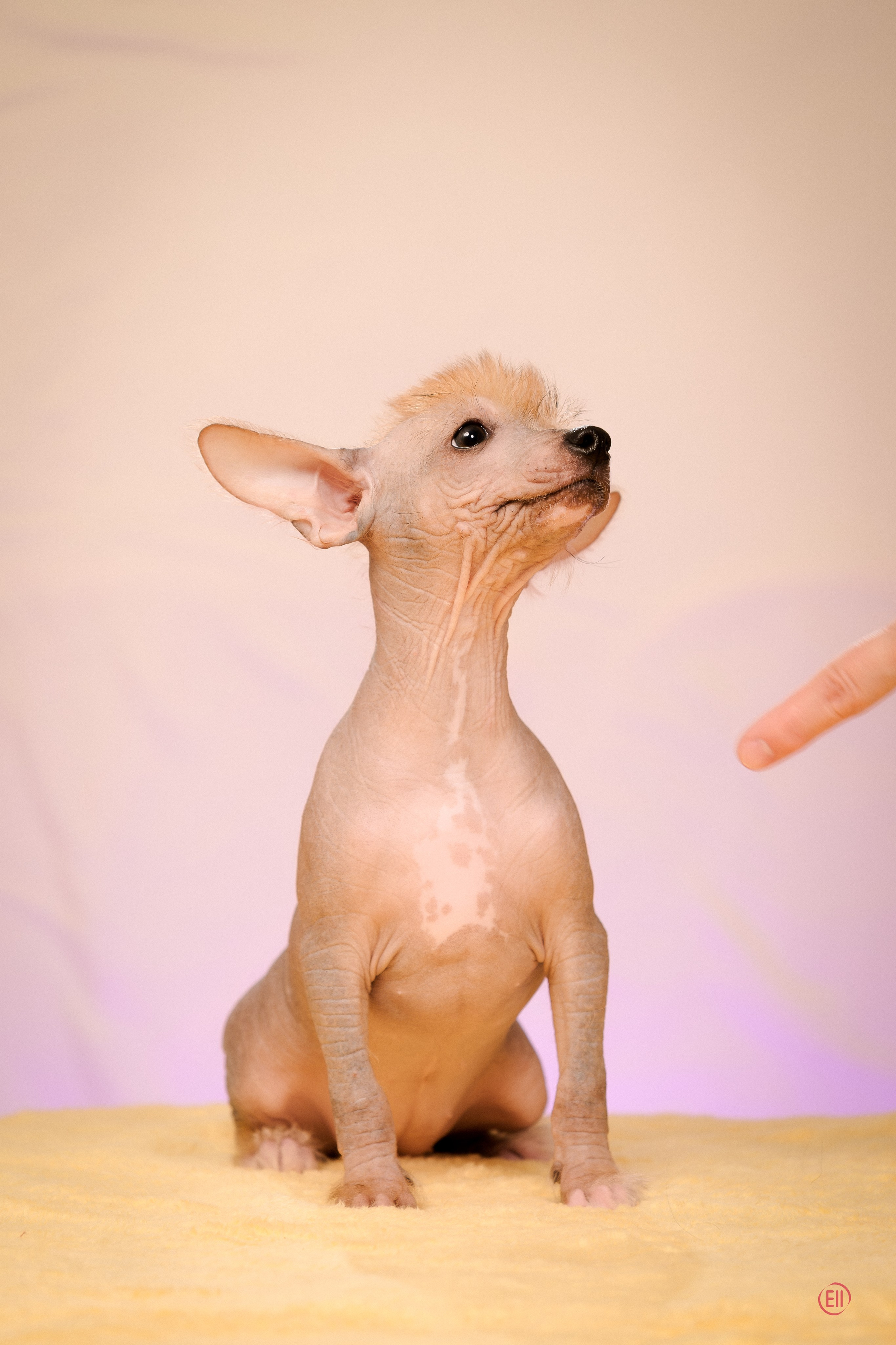 Poale Ell Eva. Poale Ell Chinese Crested Dog Kennel: Buy a puppy from the kennel