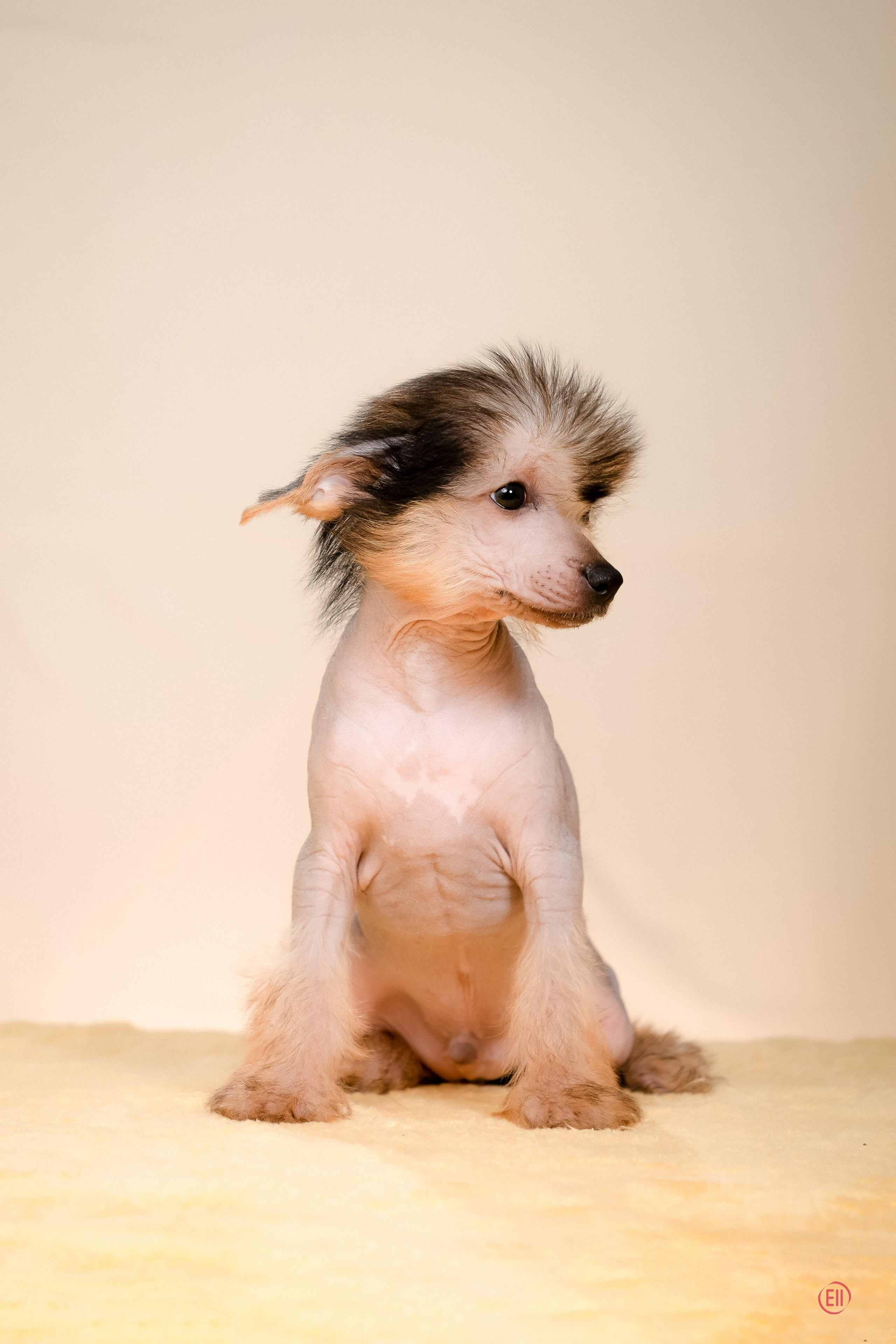 Poale Ell Zhan. Poale Ell Chinese Crested Dog Kennel: Buy a puppy from the kennel