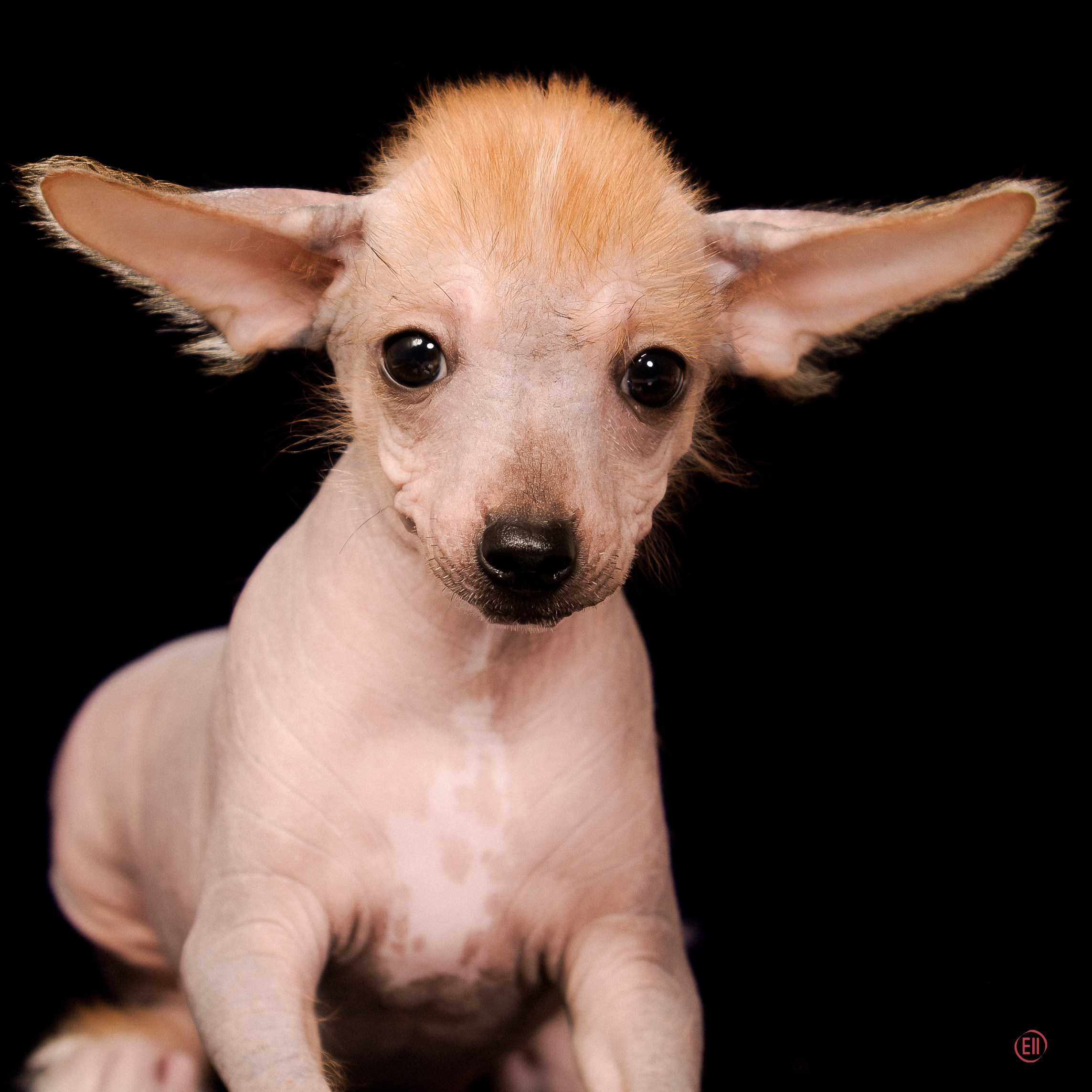 Poale Ell Eva. Poale Ell Chinese Crested Dog Kennel: Buy a puppy from the kennel