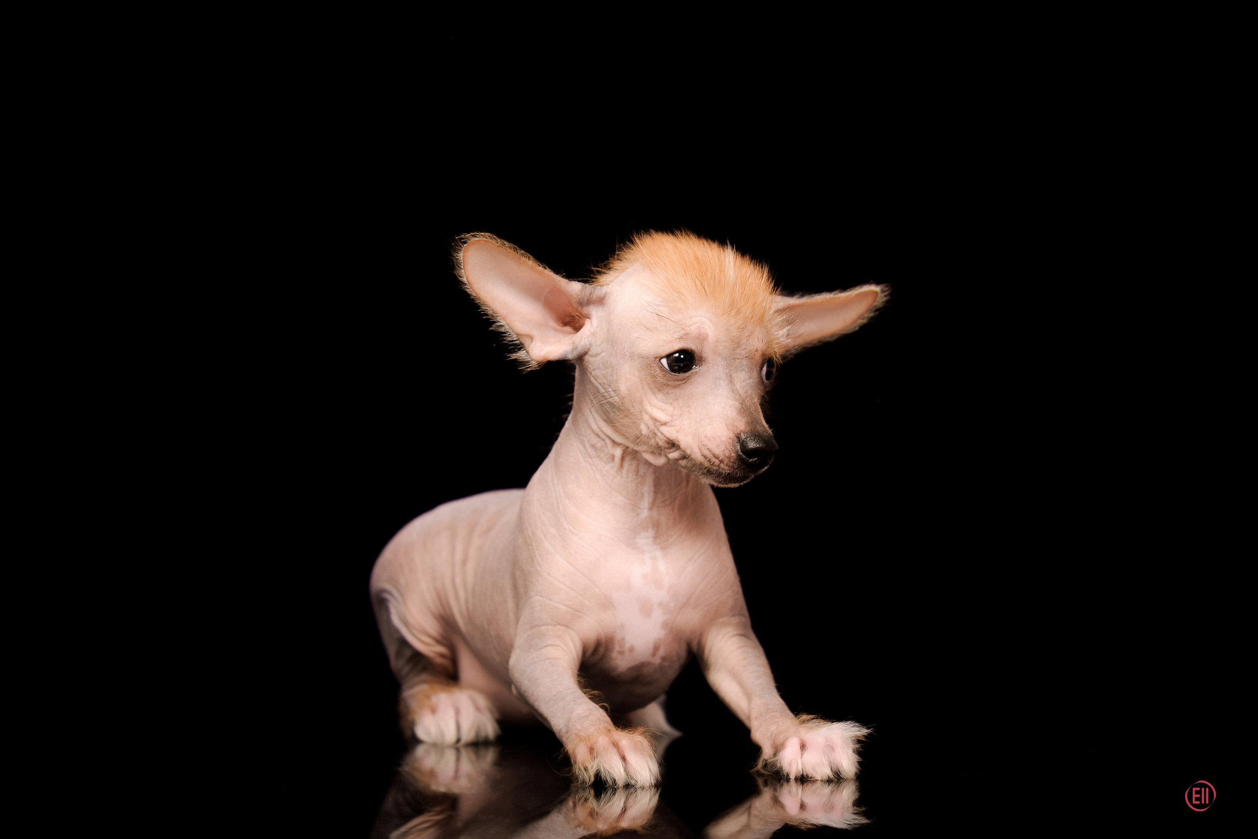 Poale Ell Eva. Poale Ell Chinese Crested Dog Kennel: Buy a puppy from the kennel