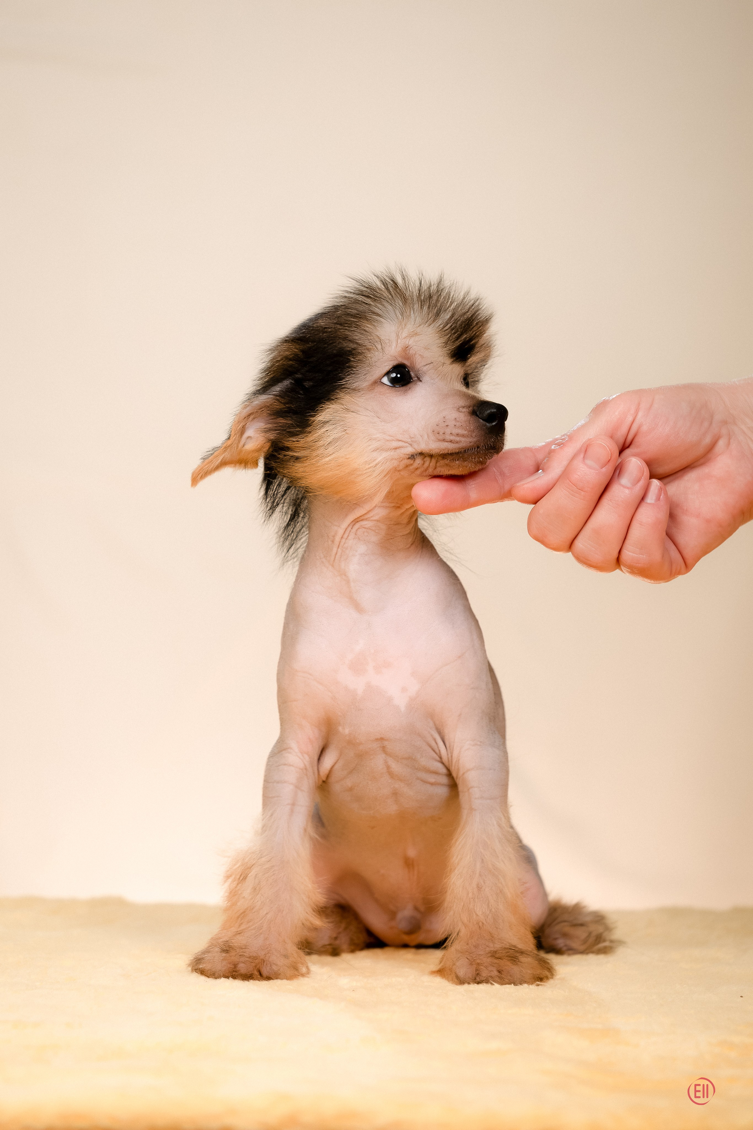 Poale Ell Zhan. Poale Ell Chinese Crested Dog Kennel: Buy a puppy from the kennel