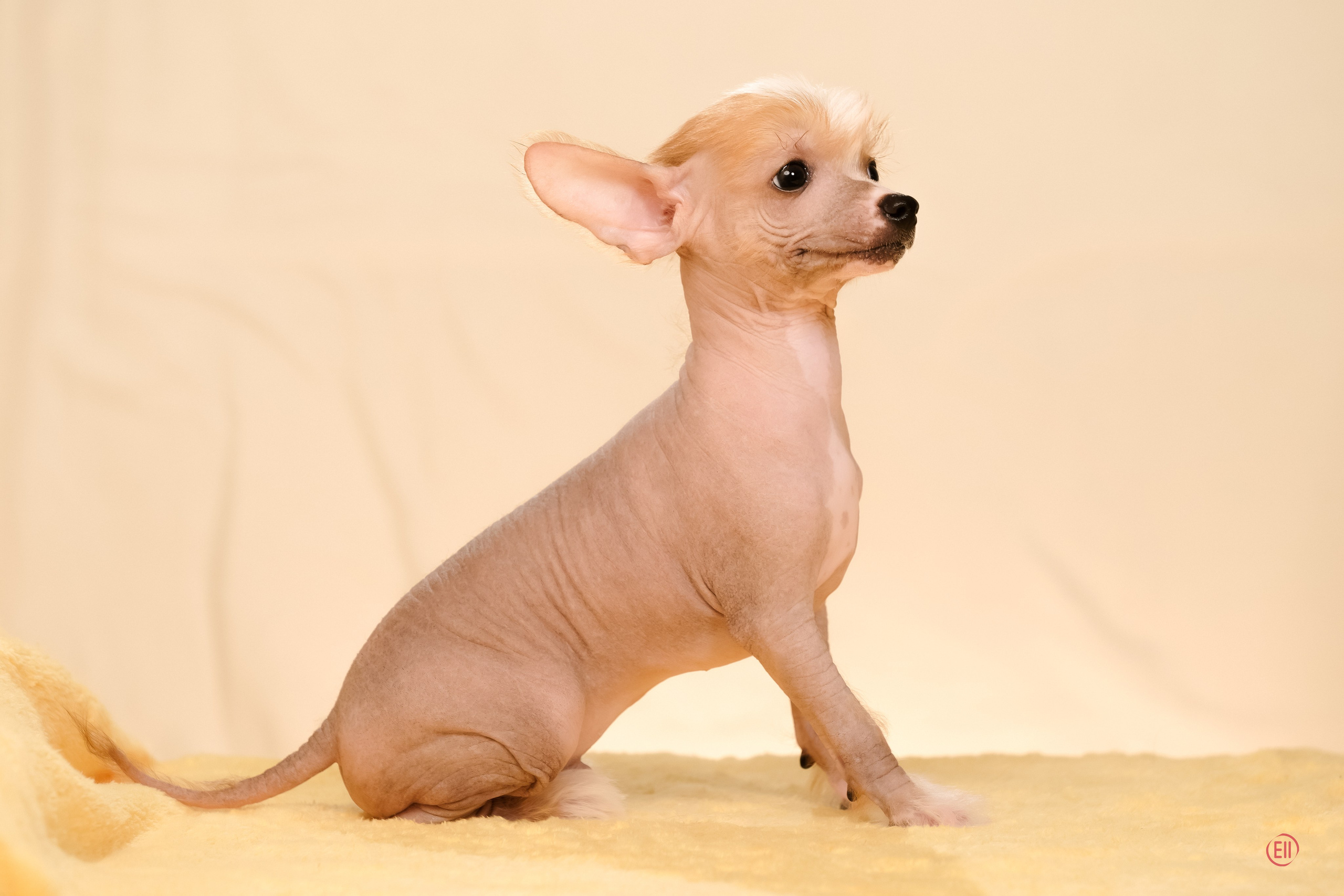 Poale Ell Evsei. Poale Ell Chinese Crested Dog Kennel: Buy a puppy from the kennel