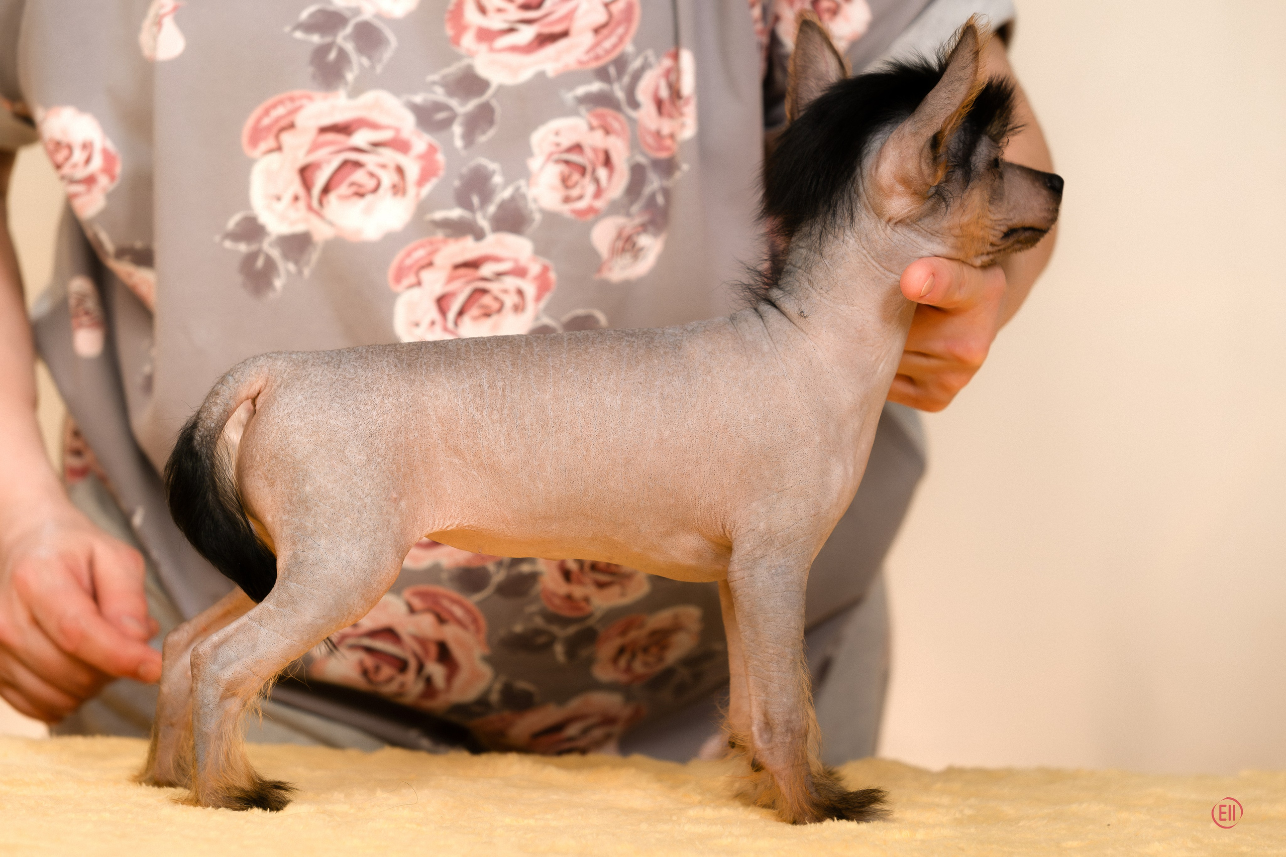 Poale Ell Zhasmin. Poale Ell Chinese Crested Dog Kennel: Buy a puppy from the kennel
