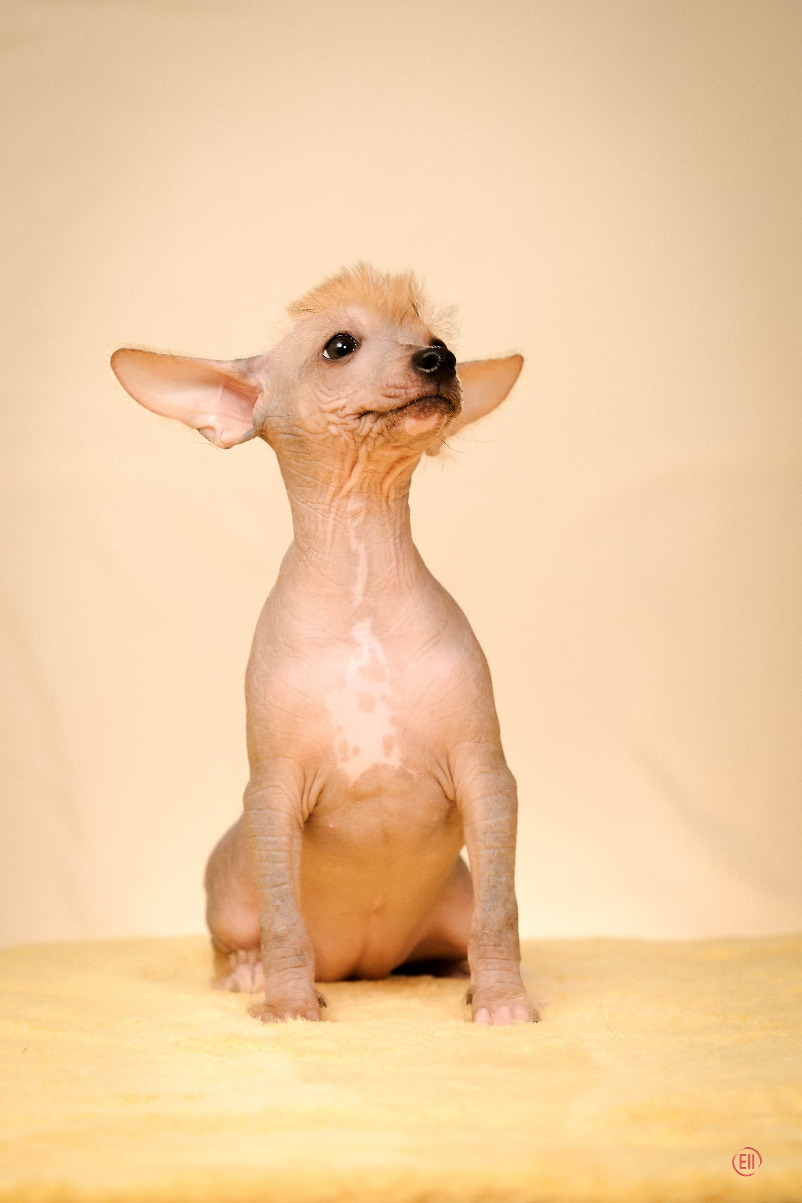 Poale Ell Eva. Poale Ell Chinese Crested Dog Kennel: Buy a puppy from the kennel