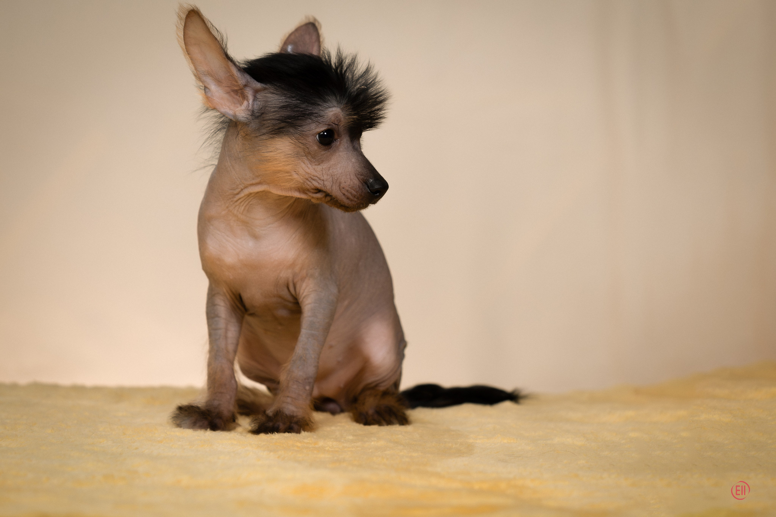 Poale Ell Zhasmin. Poale Ell Chinese Crested Dog Kennel: Buy a puppy from the kennel
