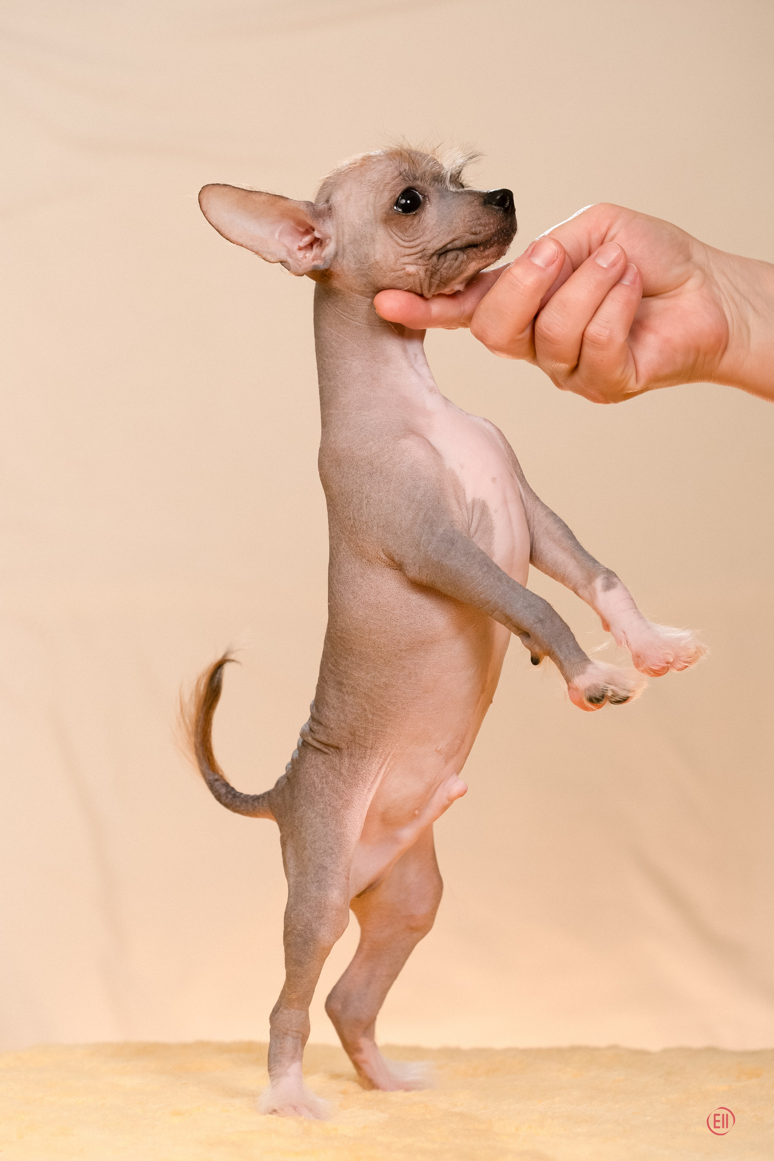 Poale Ell Erofei. Poale Ell Chinese Crested Dog Kennel: Buy a puppy from the kennel