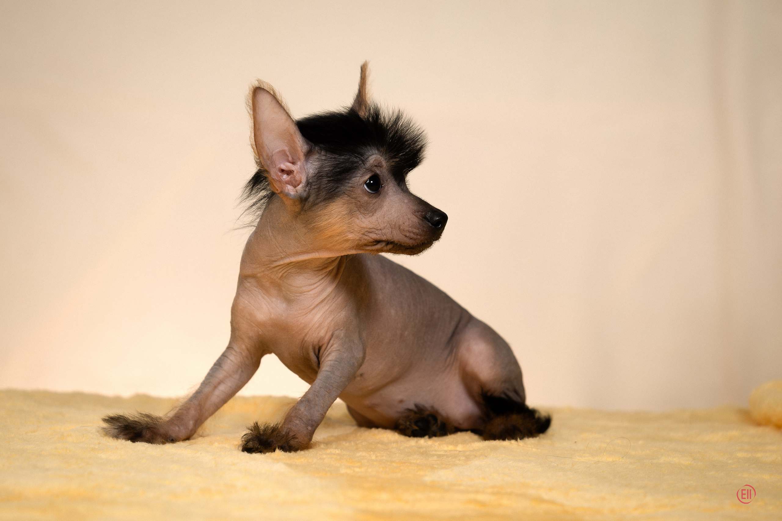 Poale Ell Zhasmin. Poale Ell Chinese Crested Dog Kennel: Buy a puppy from the kennel