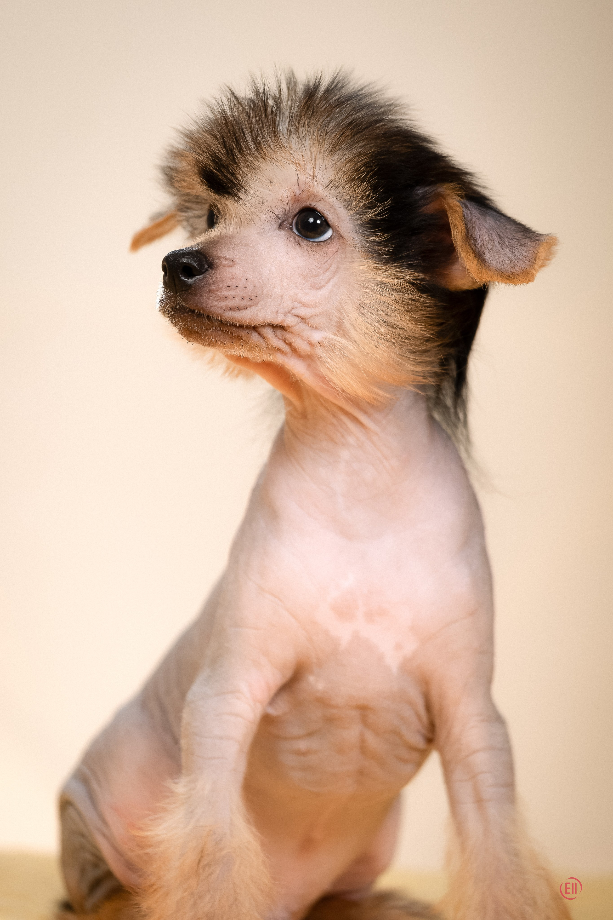 Poale Ell Zhan. Poale Ell Chinese Crested Dog Kennel: Buy a puppy from the kennel