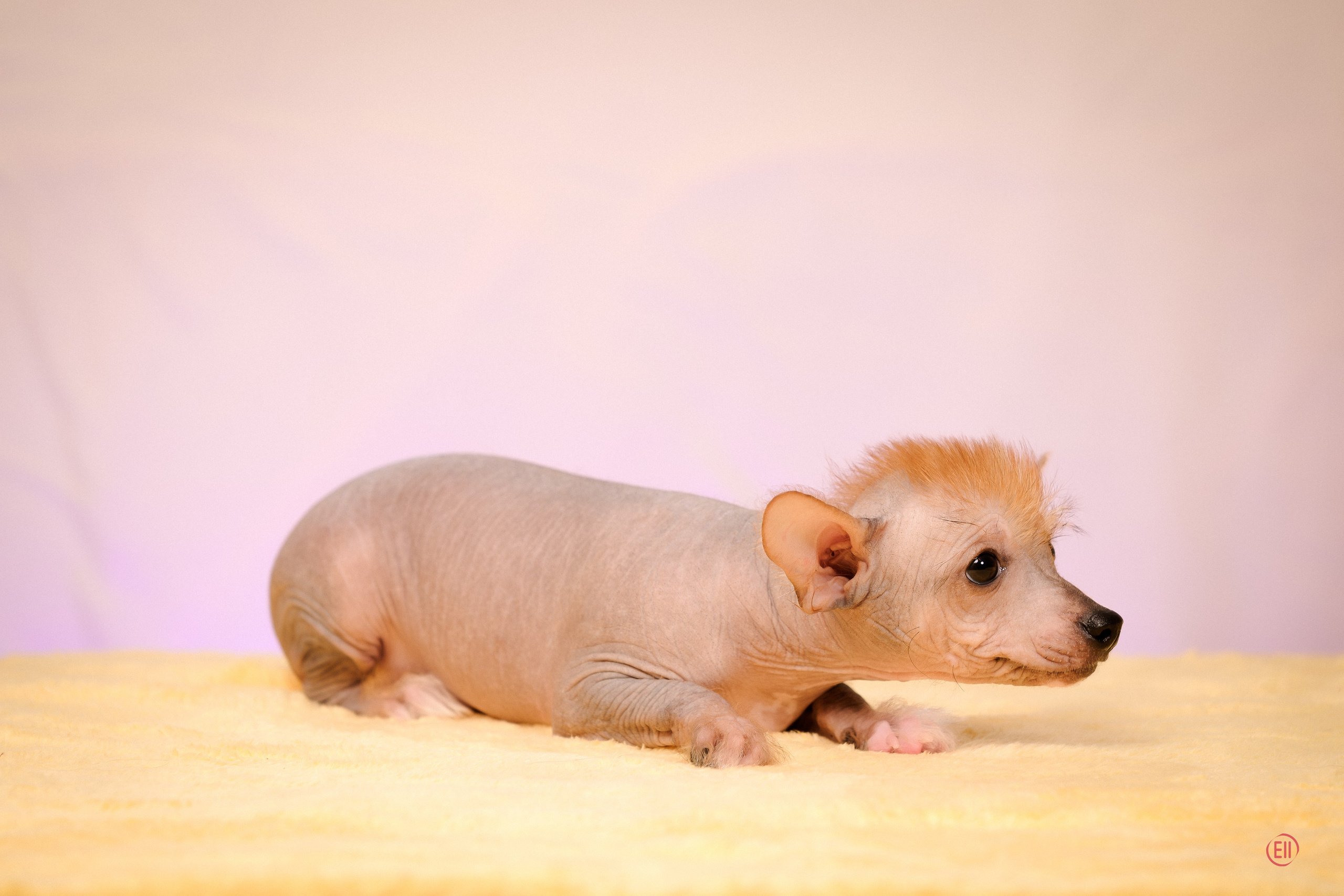Poale Ell Eva. Poale Ell Chinese Crested Dog Kennel: Buy a puppy from the kennel