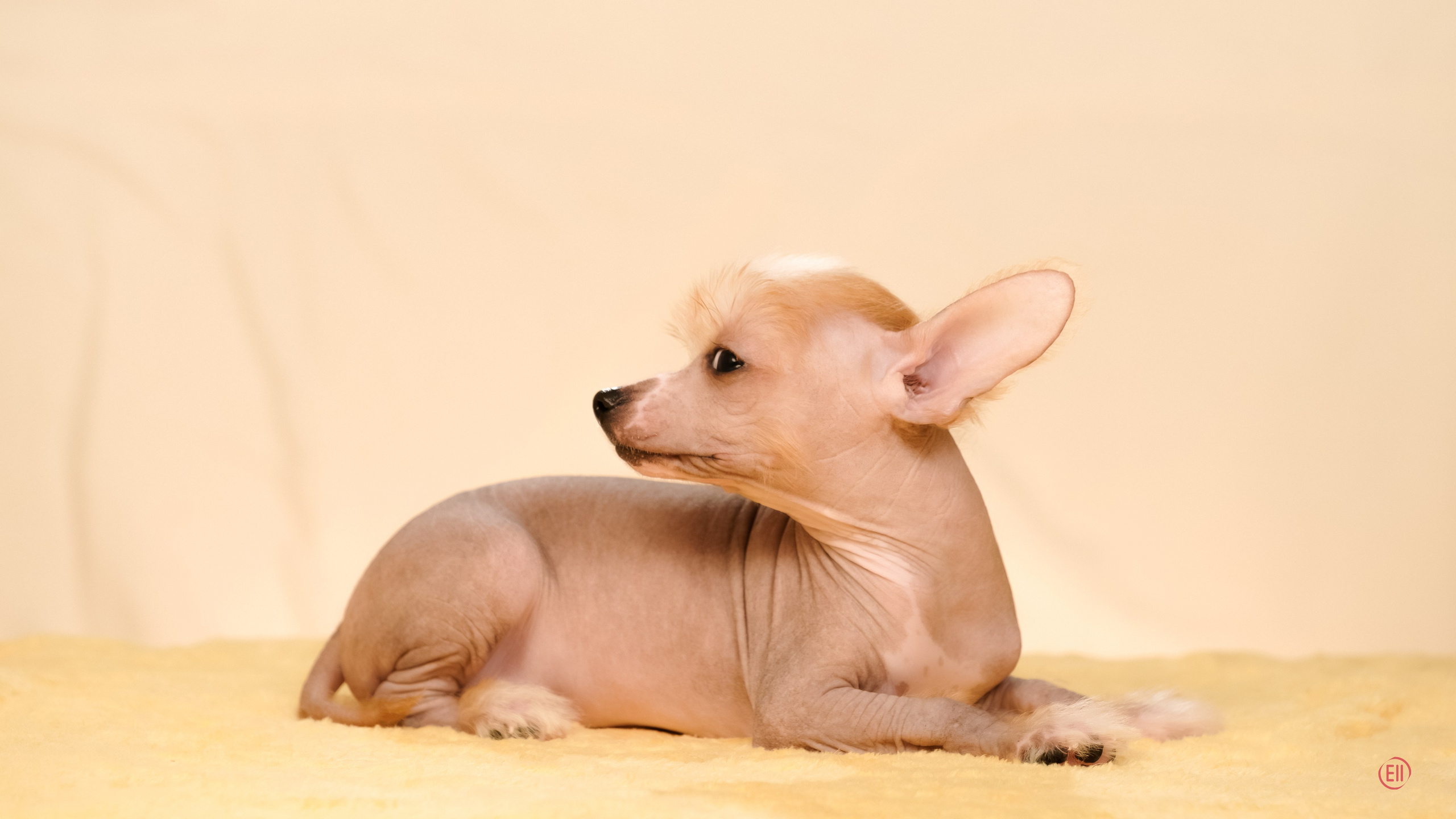 Poale Ell Evsei. Poale Ell Chinese Crested Dog Kennel: Buy a puppy from the kennel