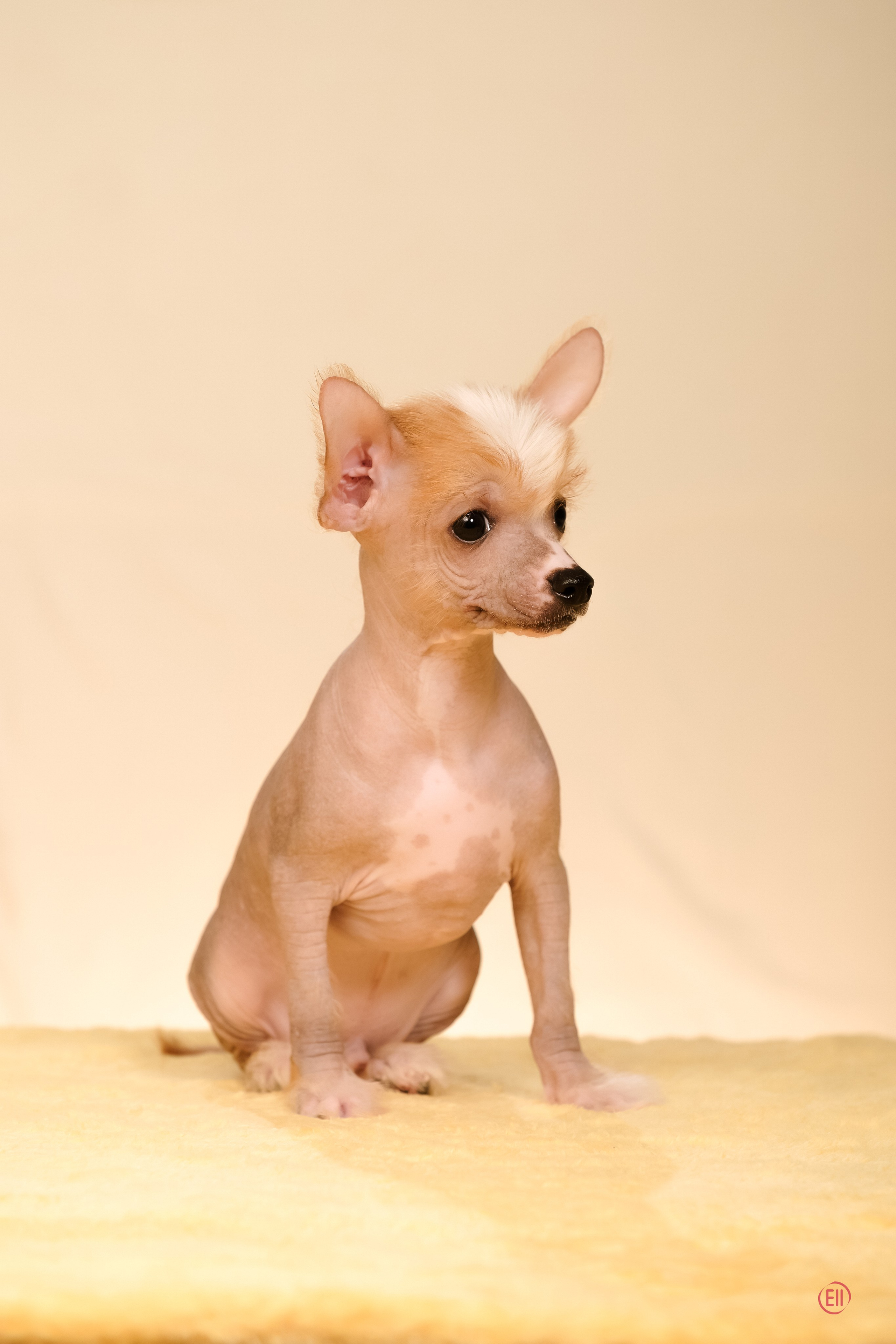 Poale Ell Evsei. Poale Ell Chinese Crested Dog Kennel: Buy a puppy from the kennel