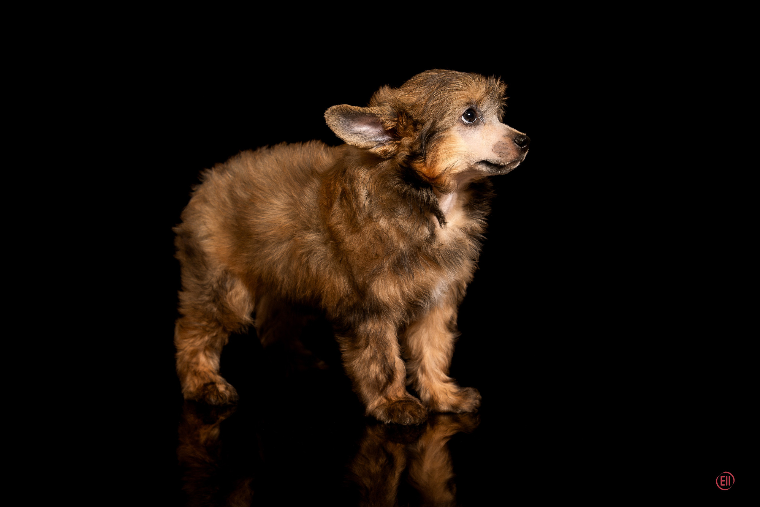 Poale Ell Zhak. Poale Ell Chinese Crested Dog Kennel: Buy a puppy from the kennel