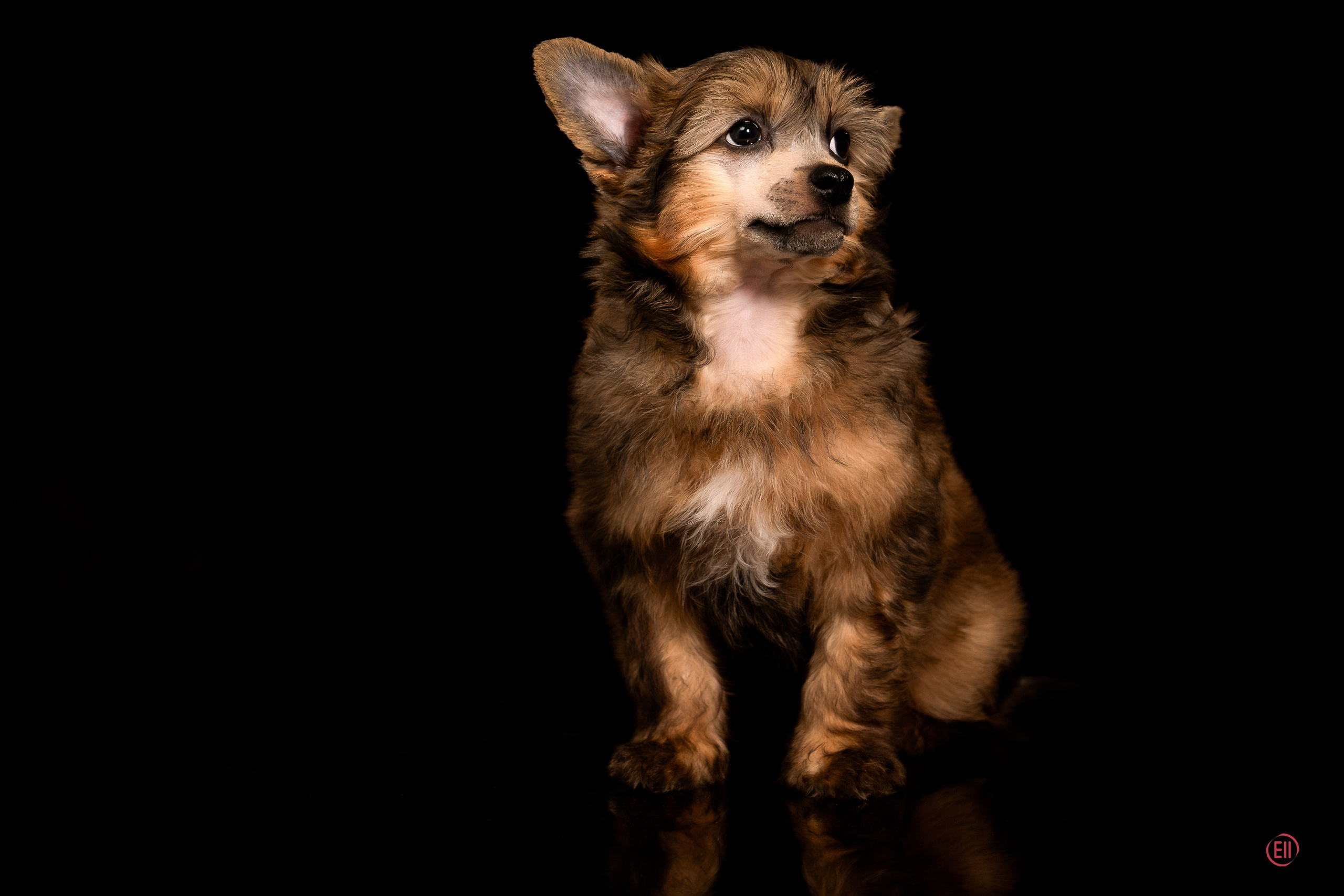 Poale Ell Zhak. Poale Ell Chinese Crested Dog Kennel: Buy a puppy from the kennel