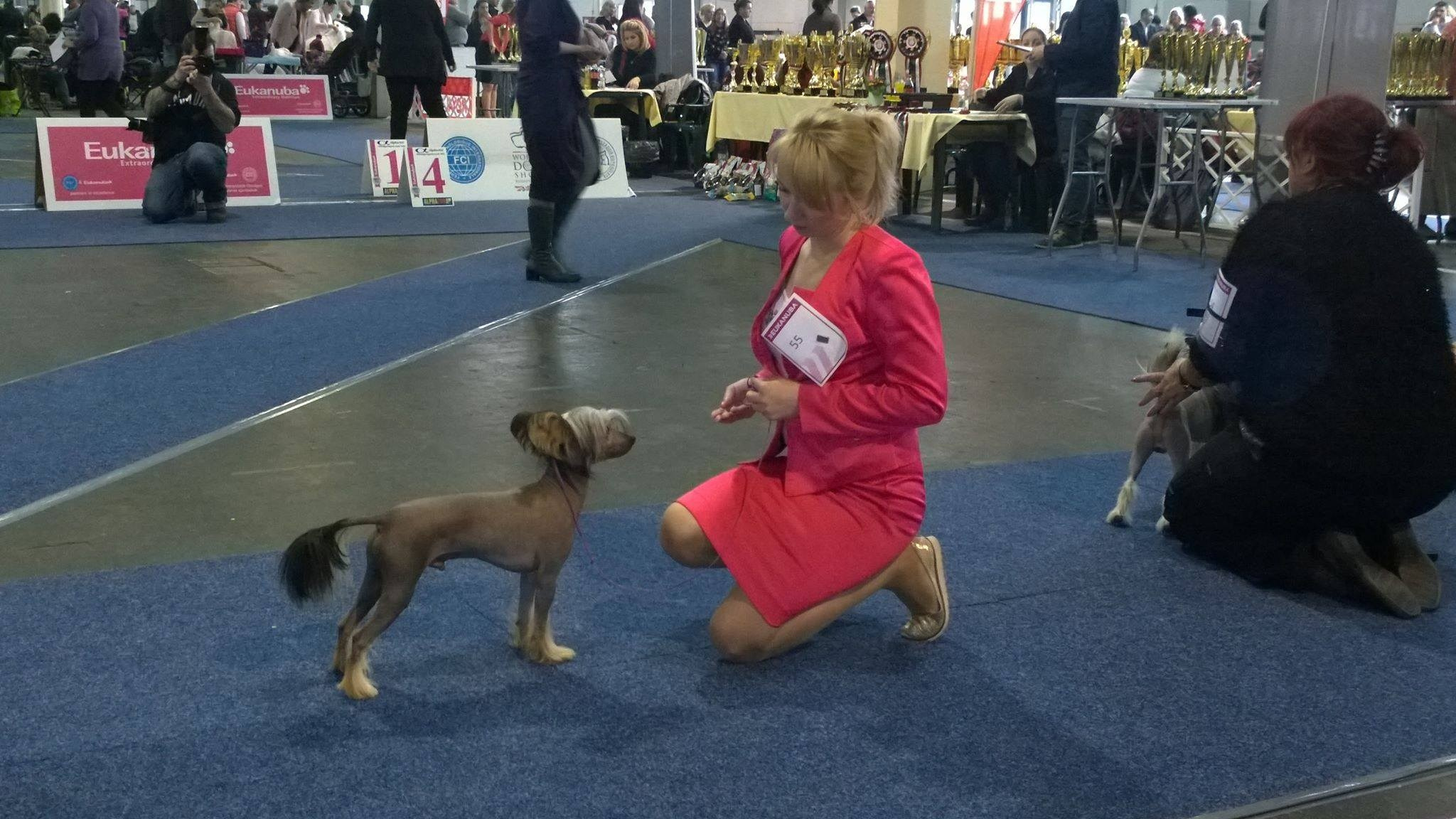 Budapest, Hungary. Our Adam — POALE ELL ADAM — for the third day in a row, excellent 1 (¼), CAC. Chinese Crested Dog Kennel Poale Ell