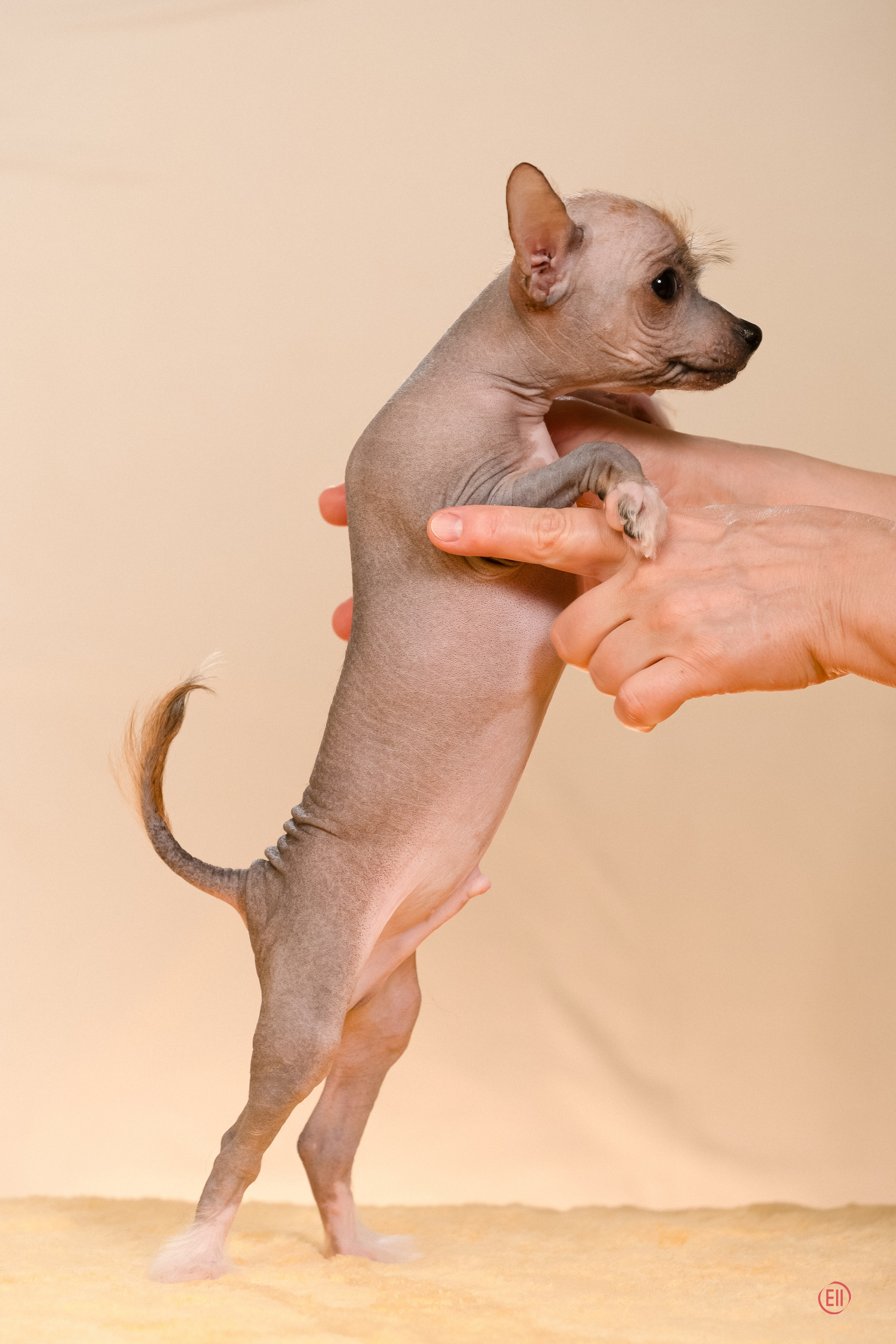 Poale Ell Erofei. Poale Ell Chinese Crested Dog Kennel: Buy a puppy from the kennel