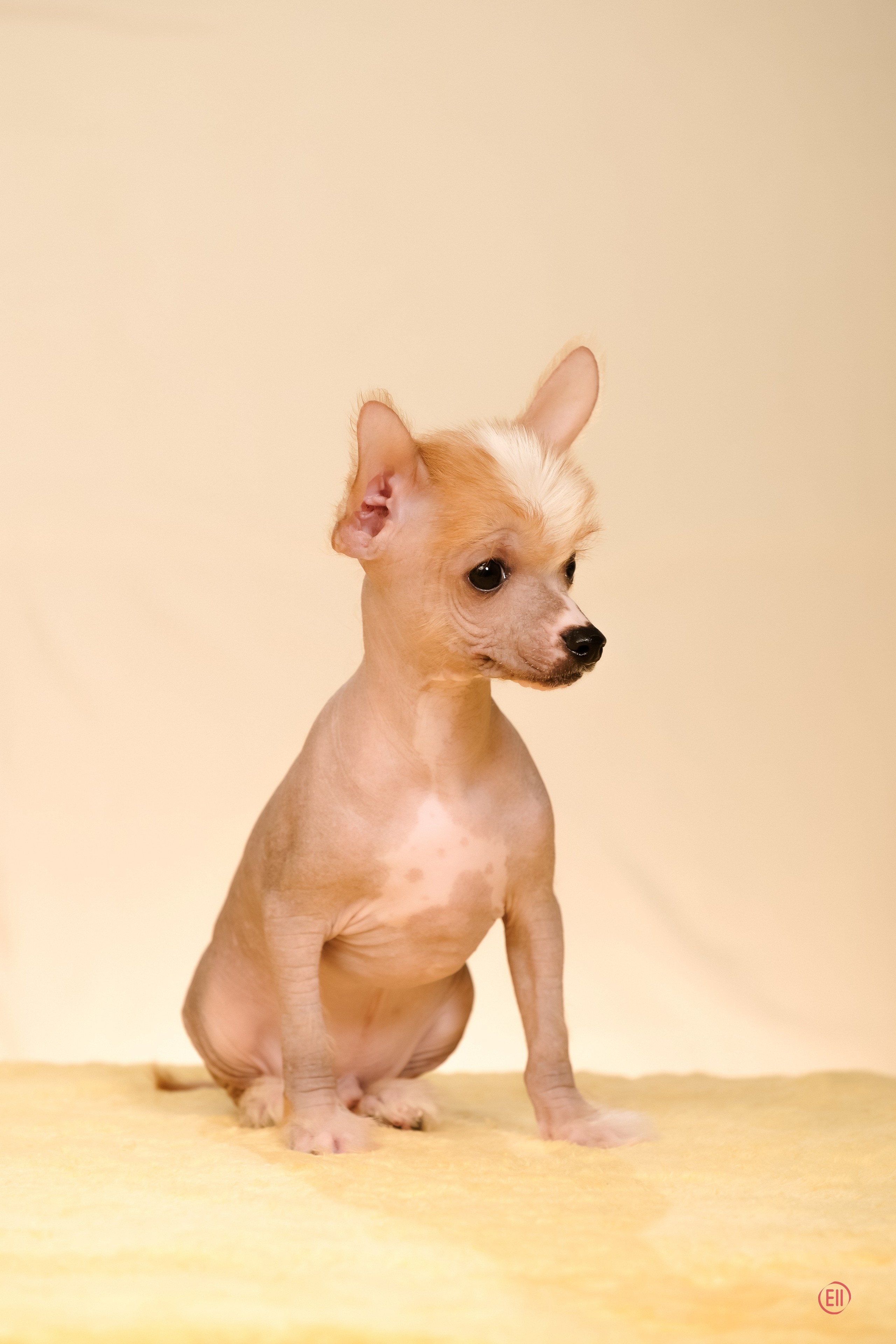 Poale Ell Evsei. Poale Ell Chinese Crested Dog Kennel: Buy a puppy from the kennel