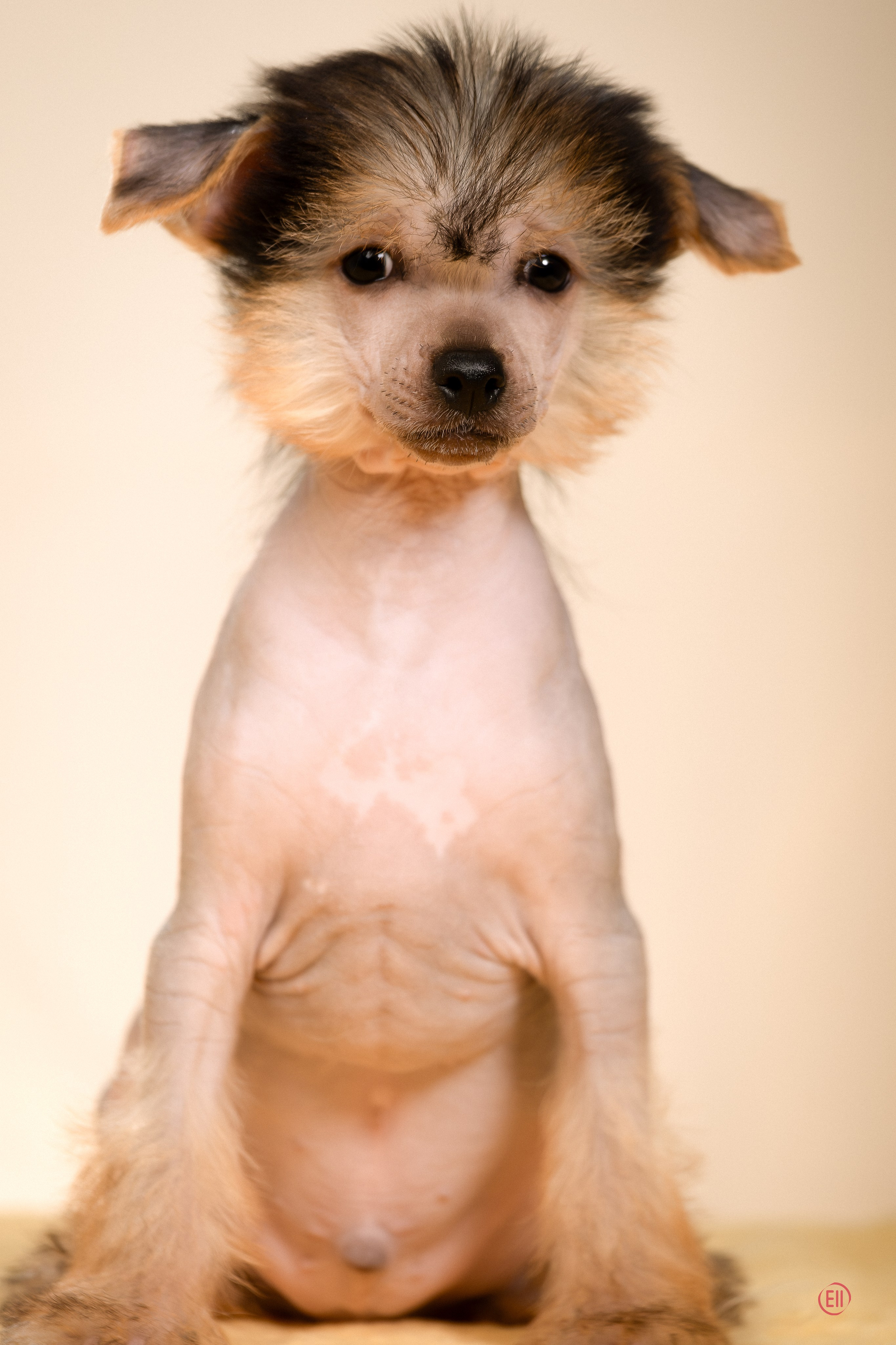 Poale Ell Zhan. Poale Ell Chinese Crested Dog Kennel: Buy a puppy from the kennel