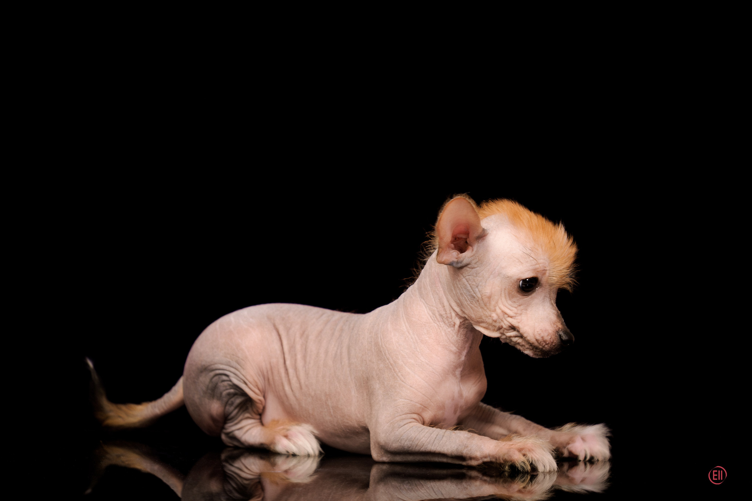 Poale Ell Eva. Poale Ell Chinese Crested Dog Kennel: Buy a puppy from the kennel