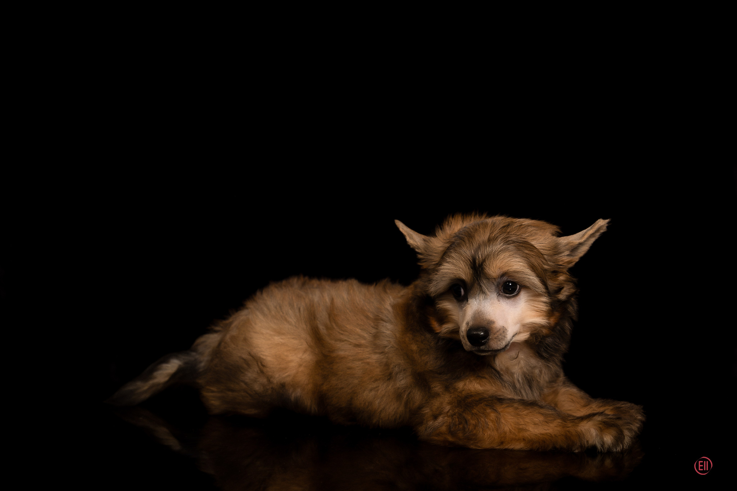 Poale Ell Zhak. Poale Ell Chinese Crested Dog Kennel: Buy a puppy from the kennel