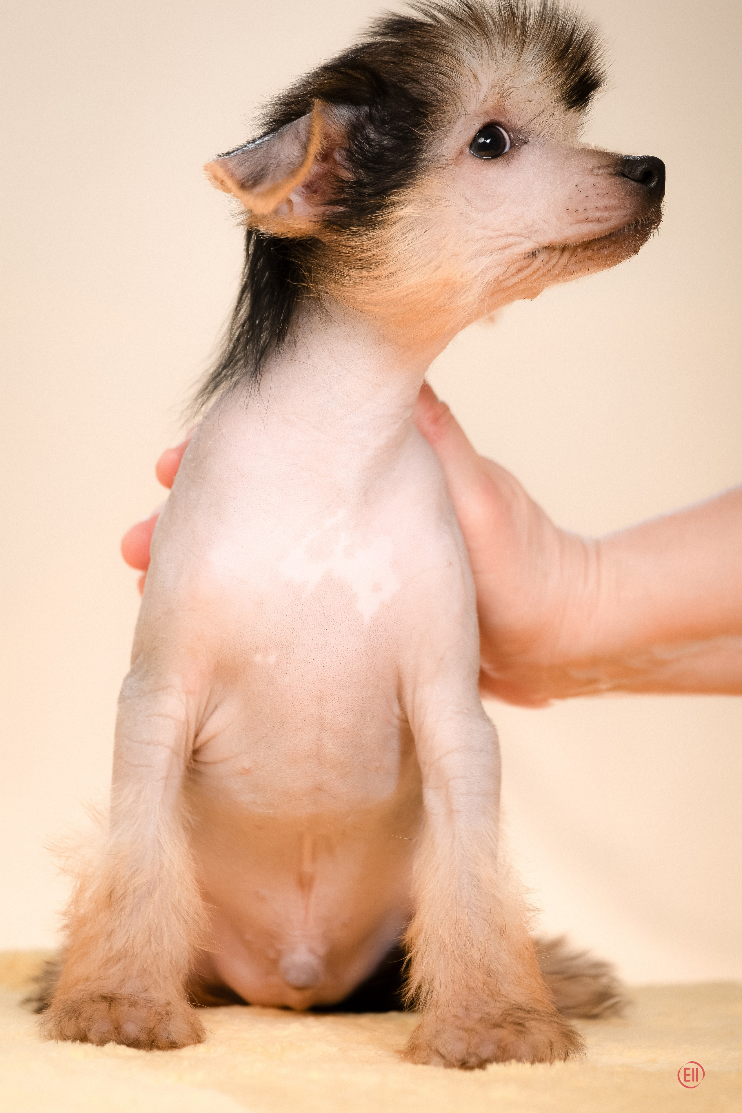 Poale Ell Zhan. Poale Ell Chinese Crested Dog Kennel: Buy a puppy from the kennel