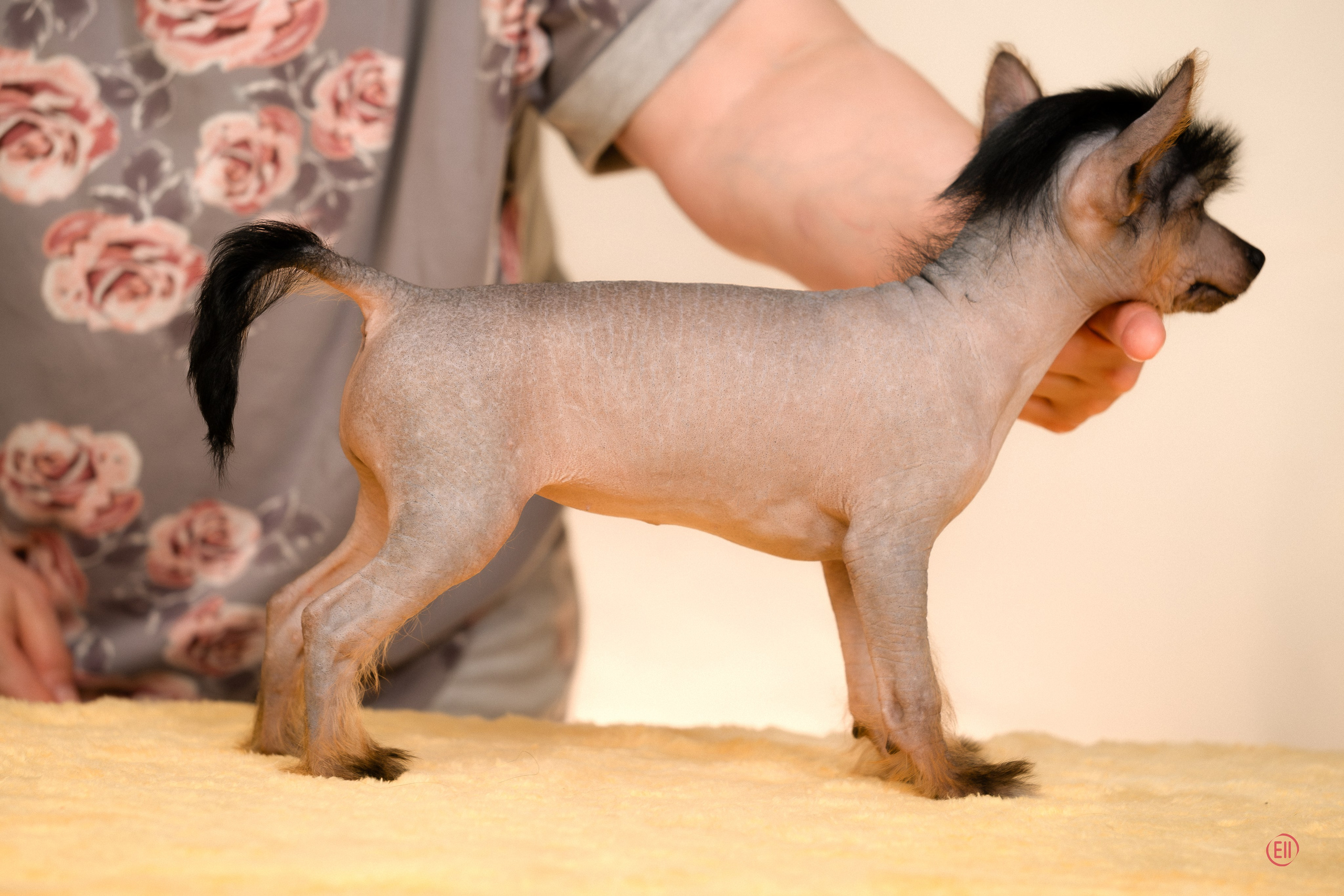 Poale Ell Zhasmin. Poale Ell Chinese Crested Dog Kennel: Buy a puppy from the kennel