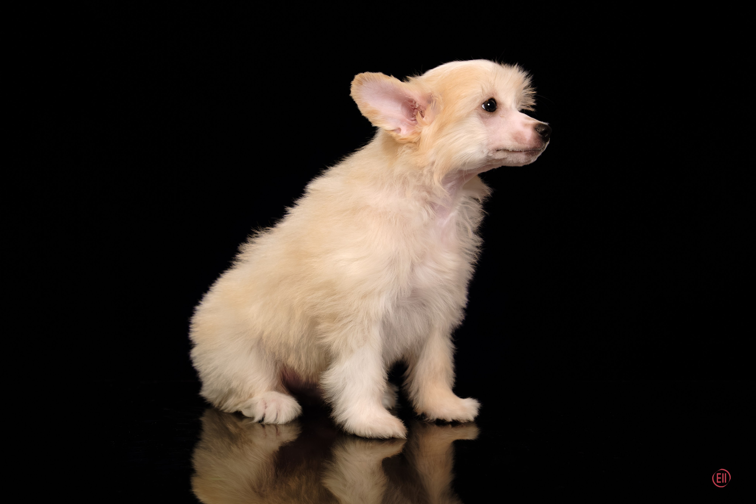 Poale Ell Ermak. Poale Ell Chinese Crested Dog Kennel: Buy a puppy from the kennel