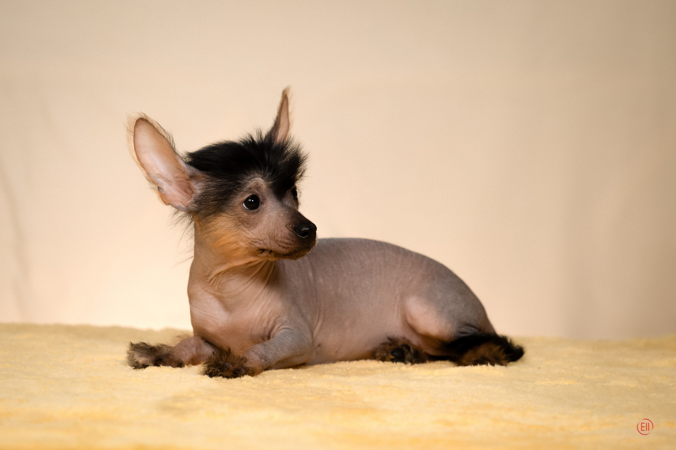 Poale Ell Zhasmin. Poale Ell Chinese Crested Dog Kennel: Buy a puppy from the kennel