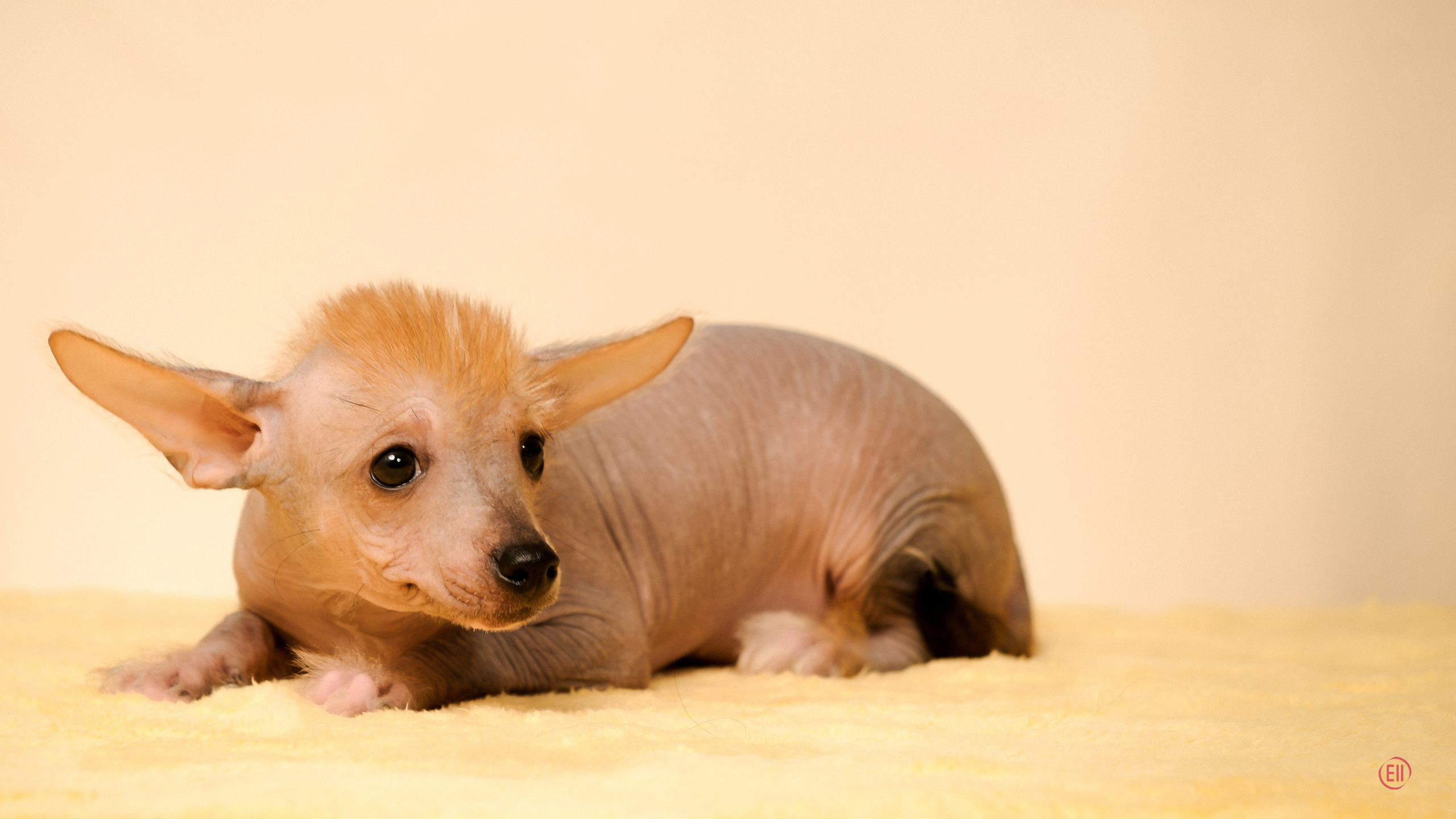 Poale Ell Eva. Poale Ell Chinese Crested Dog Kennel: Buy a puppy from the kennel