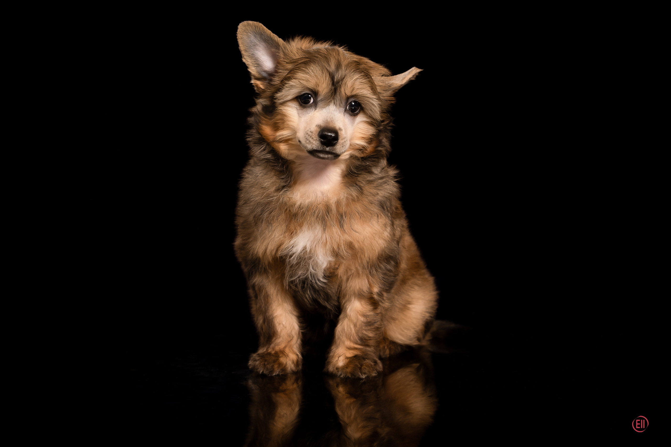 Poale Ell Zhak. Poale Ell Chinese Crested Dog Kennel: Buy a puppy from the kennel