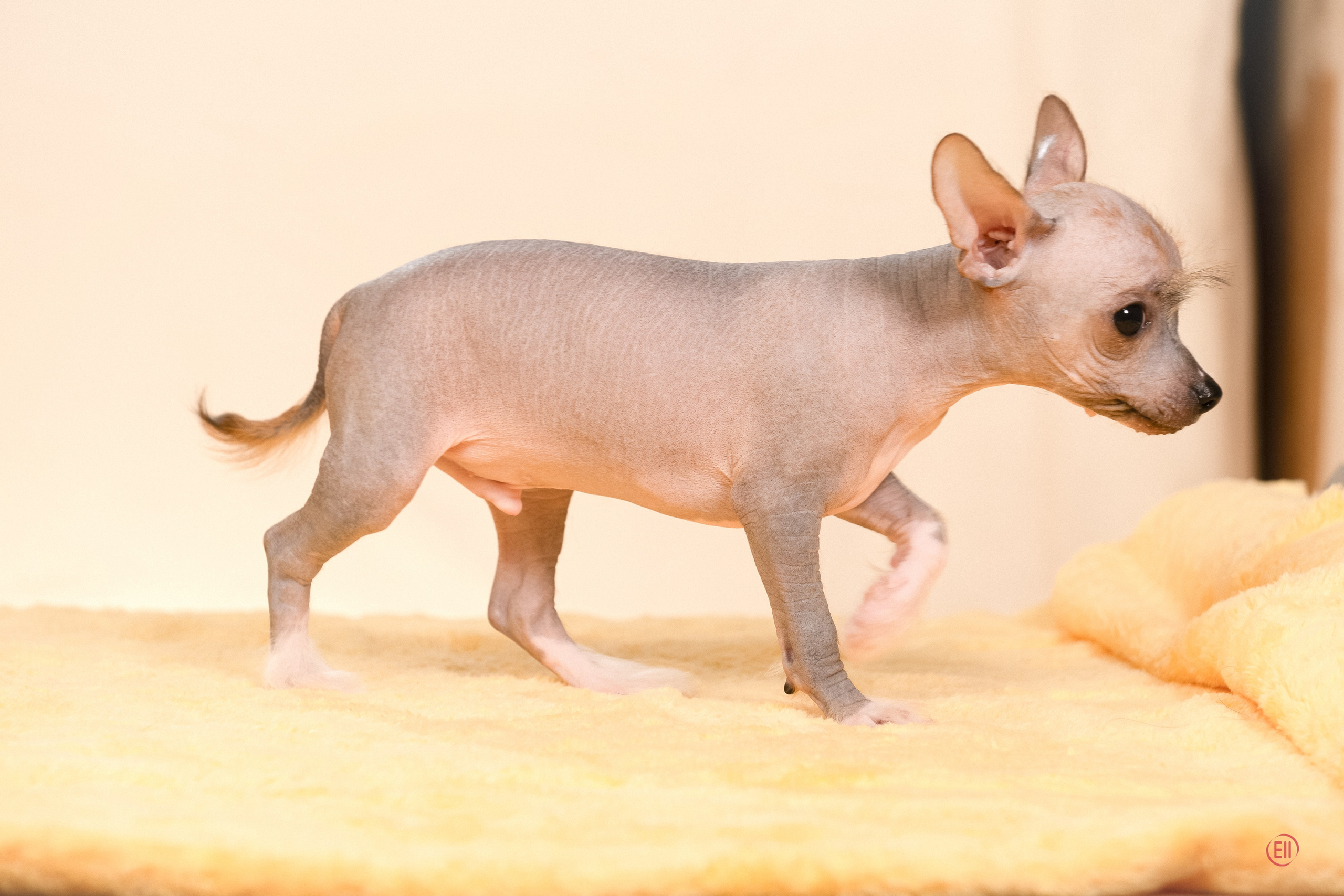 Poale Ell Erofei. Poale Ell Chinese Crested Dog Kennel: Buy a puppy from the kennel