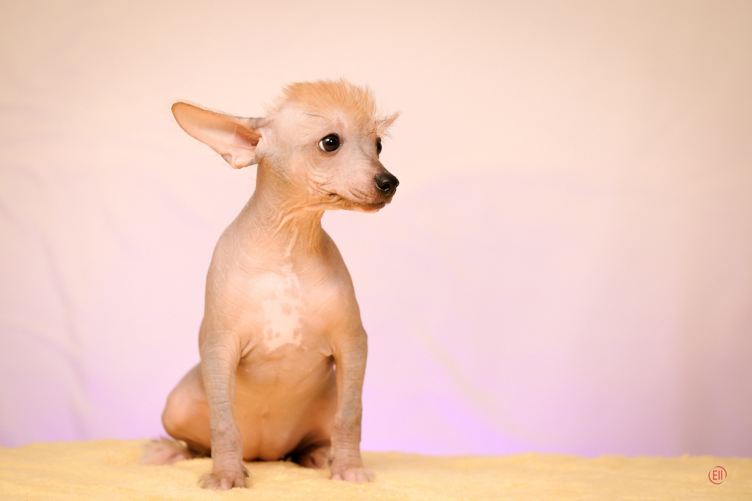 Poale Ell Eva. Poale Ell Chinese Crested Dog Kennel: Buy a puppy from the kennel