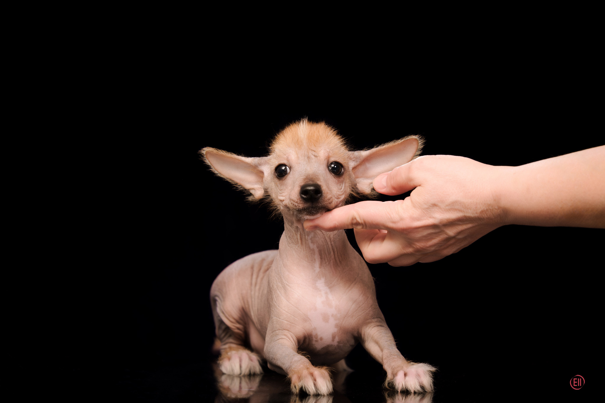 Poale Ell Eva. Poale Ell Chinese Crested Dog Kennel: Buy a puppy from the kennel