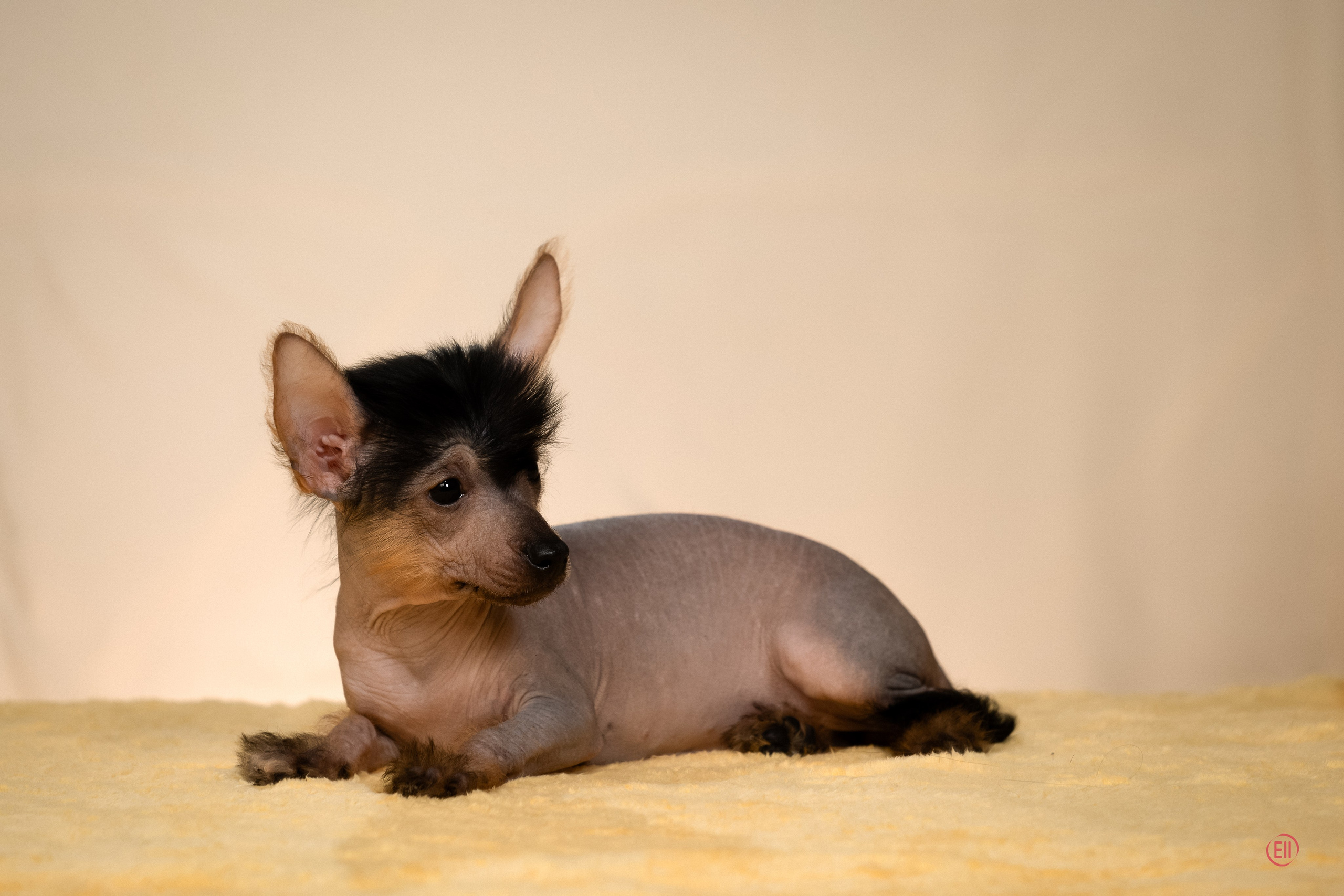 Poale Ell Zhasmin. Poale Ell Chinese Crested Dog Kennel: Buy a puppy from the kennel