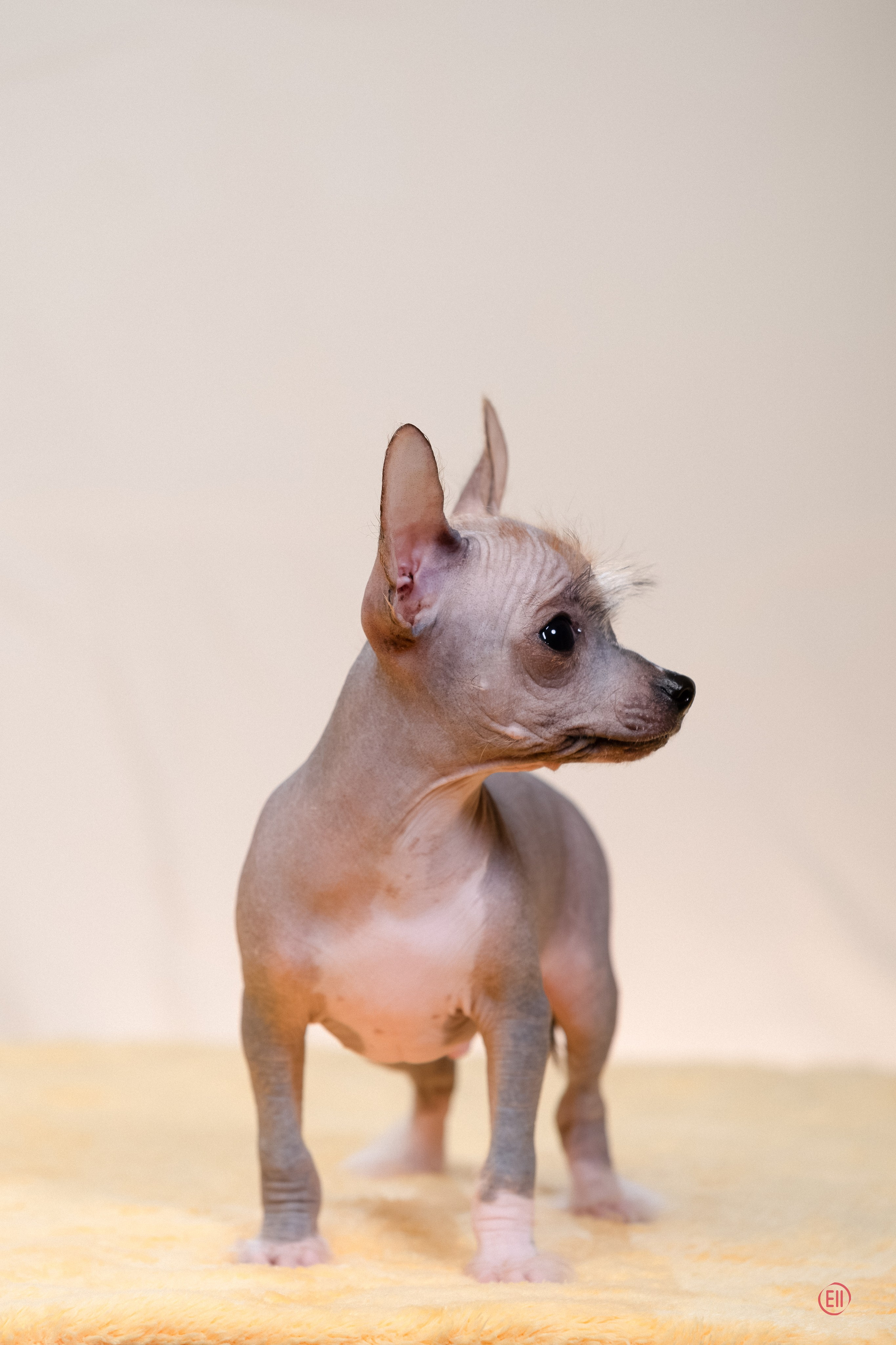 Poale Ell Erofei. Poale Ell Chinese Crested Dog Kennel: Buy a puppy from the kennel