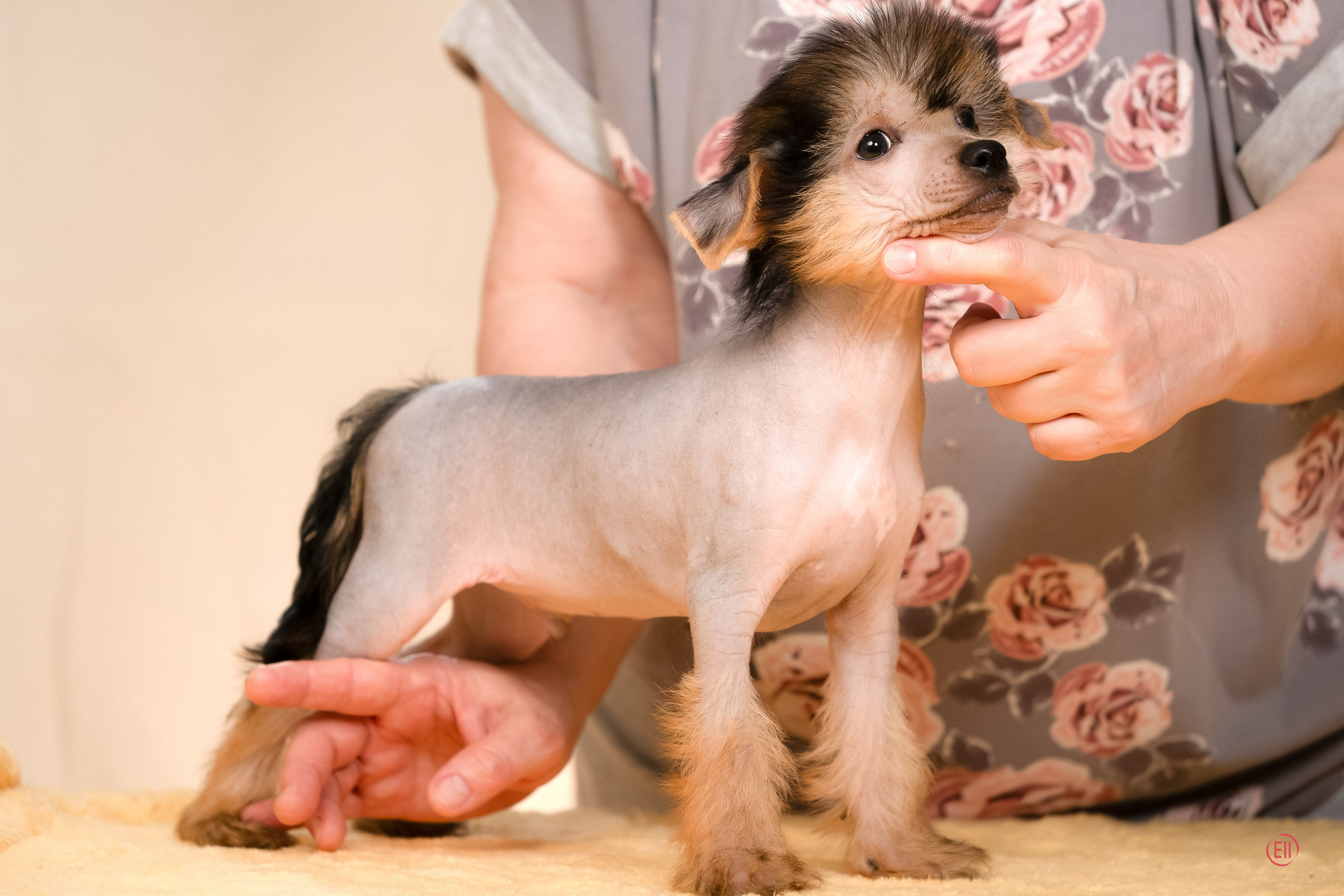 Poale Ell Zhan. Poale Ell Chinese Crested Dog Kennel: Buy a puppy from the kennel
