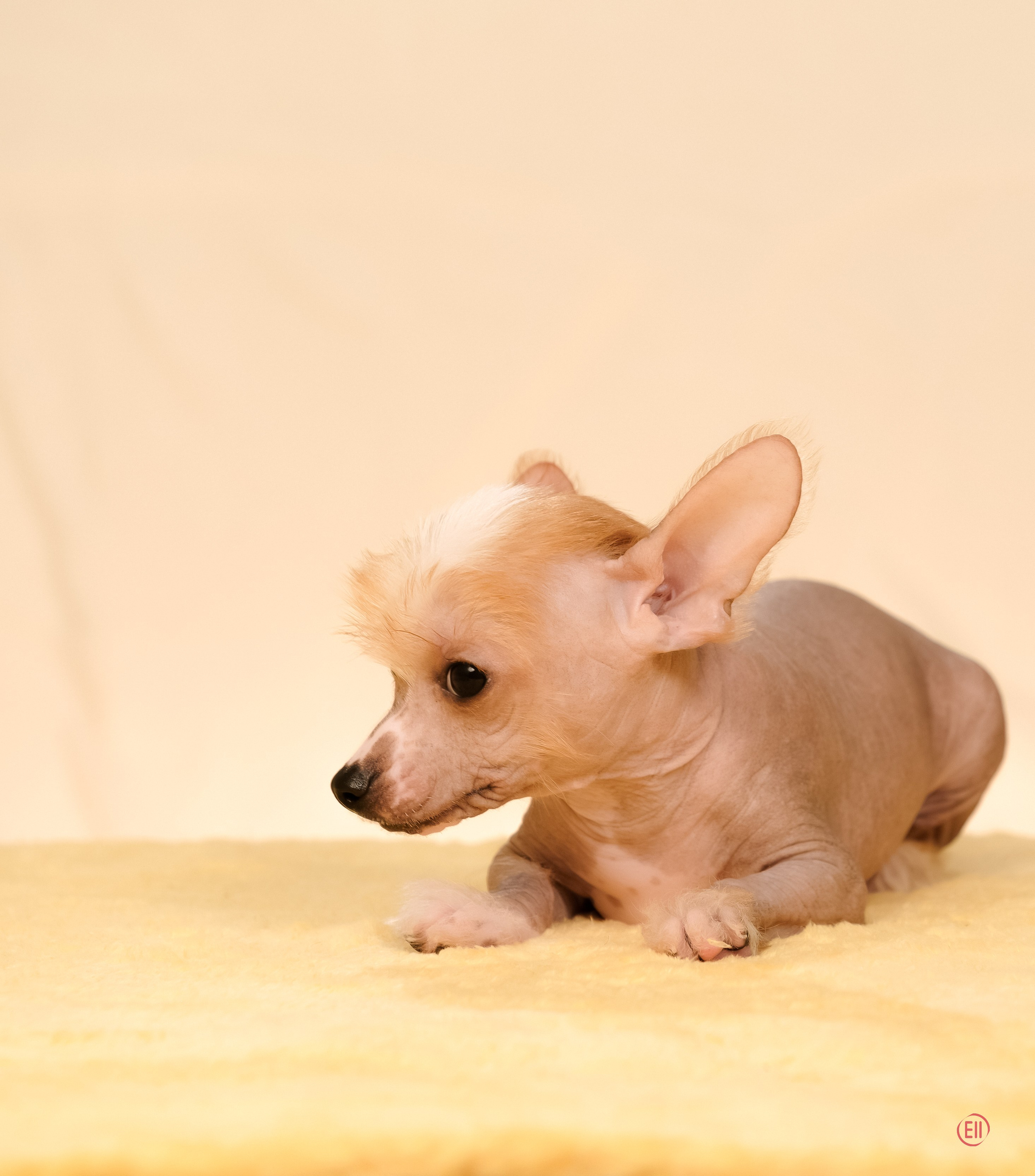 Poale Ell Evsei. Poale Ell Chinese Crested Dog Kennel: Buy a puppy from the kennel