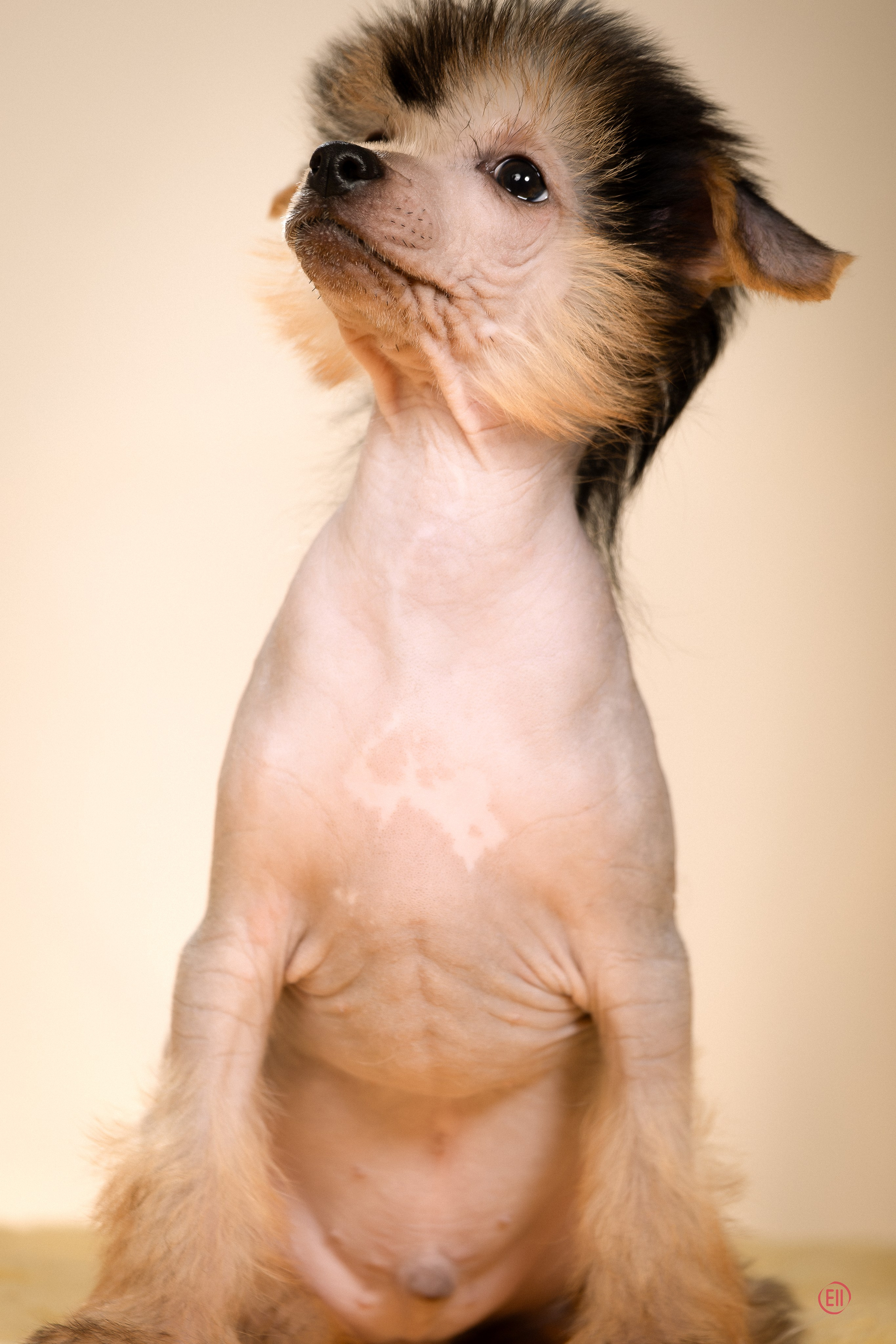 Poale Ell Zhan. Poale Ell Chinese Crested Dog Kennel: Buy a puppy from the kennel