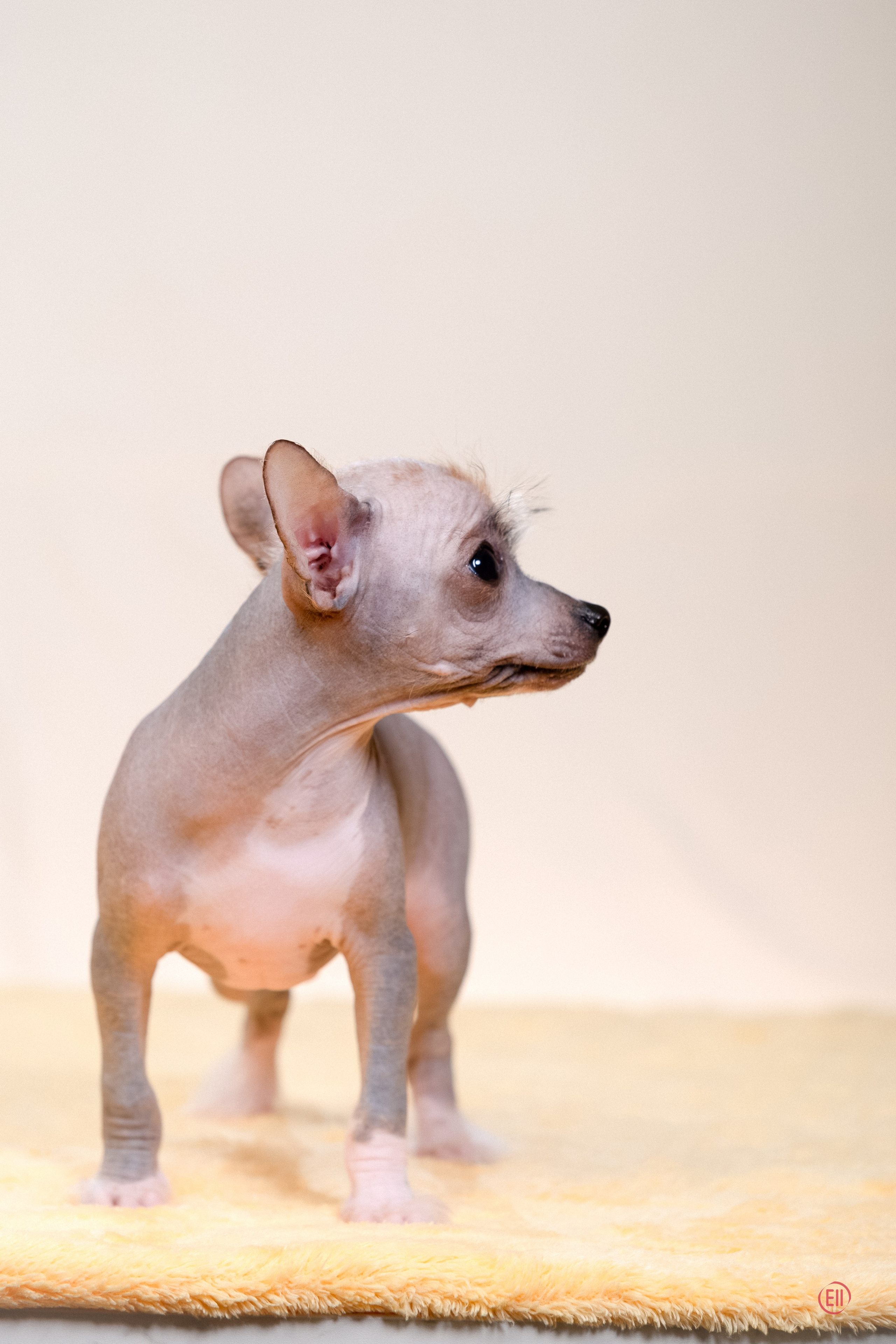 Poale Ell Erofei. Poale Ell Chinese Crested Dog Kennel: Buy a puppy from the kennel