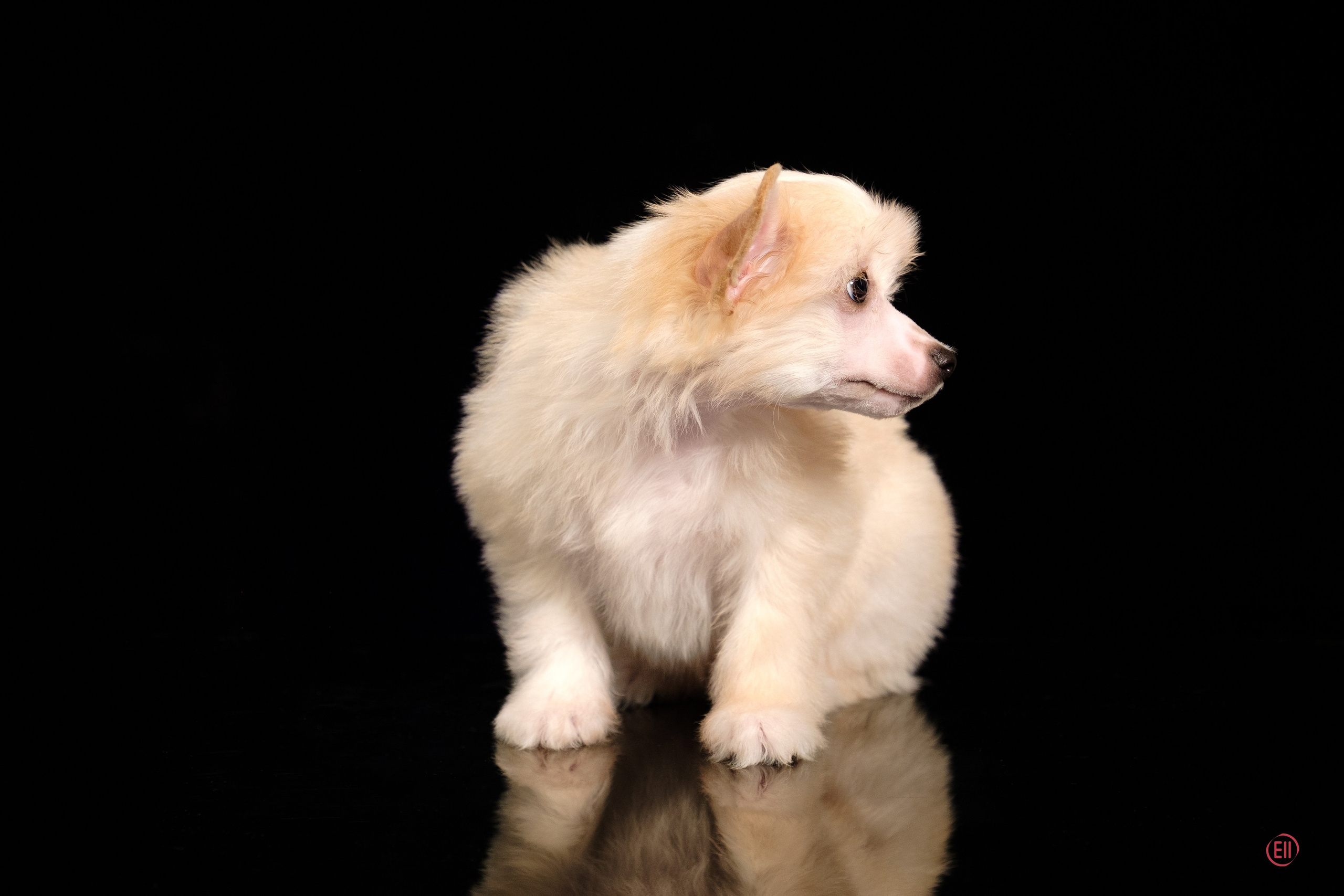 Poale Ell Ermak. Poale Ell Chinese Crested Dog Kennel: Buy a puppy from the kennel