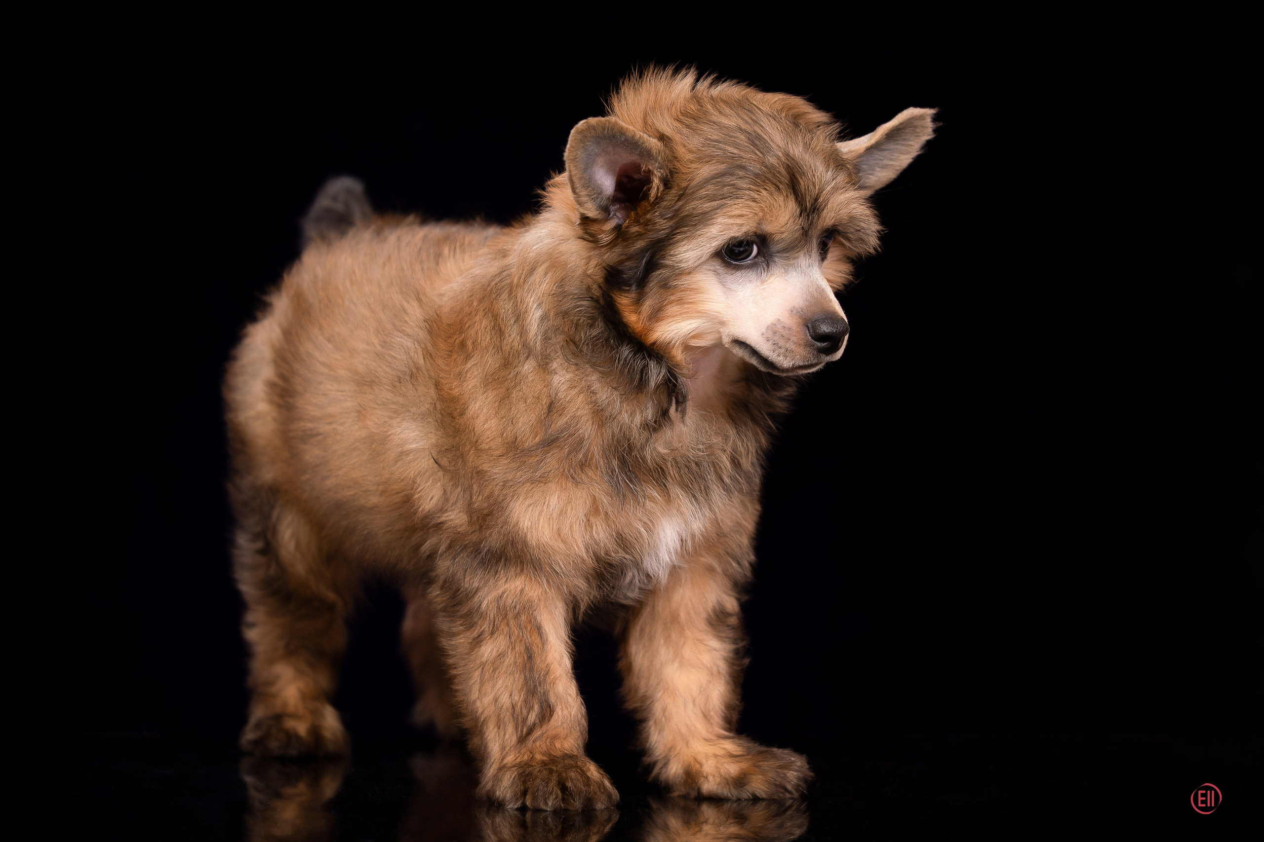 Poale Ell Zhak. Poale Ell Chinese Crested Dog Kennel: Buy a puppy from the kennel