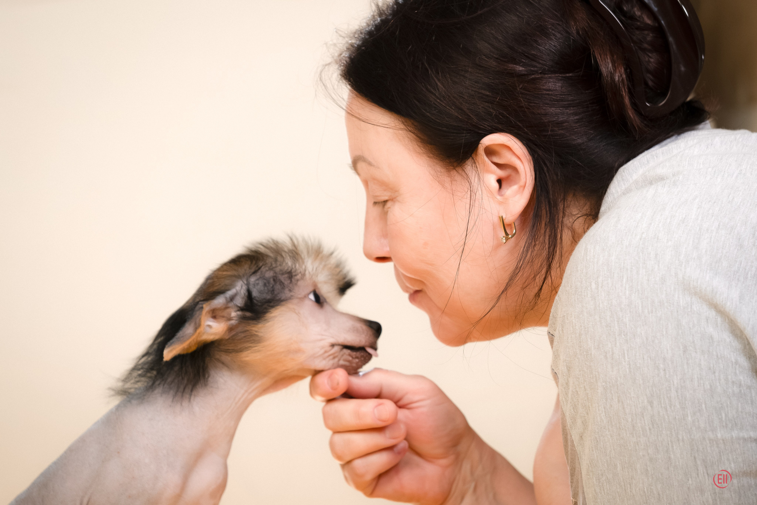 Poale Ell Zhan. Poale Ell Chinese Crested Dog Kennel: Buy a puppy from the kennel