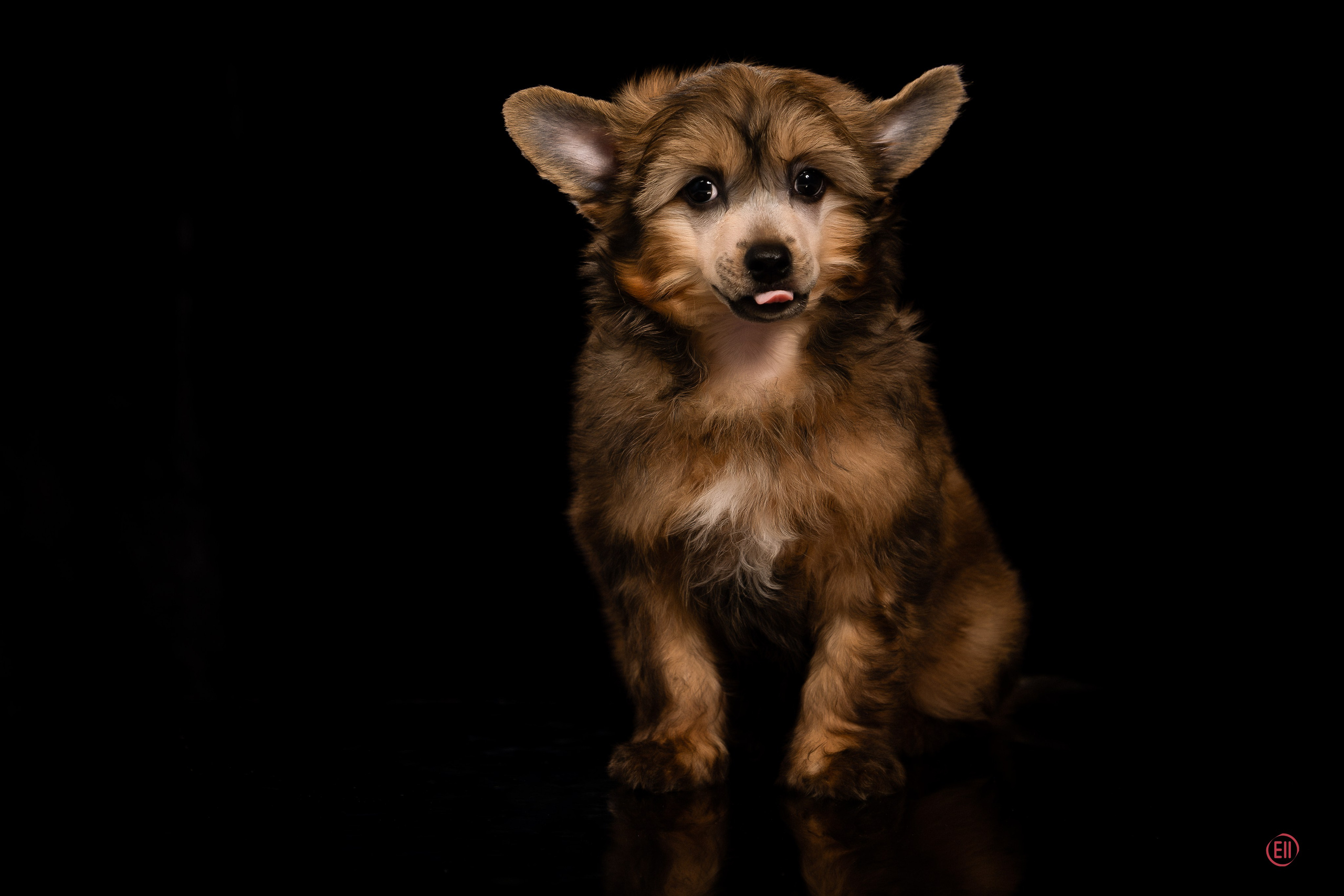 Poale Ell Zhak. Poale Ell Chinese Crested Dog Kennel: Buy a puppy from the kennel