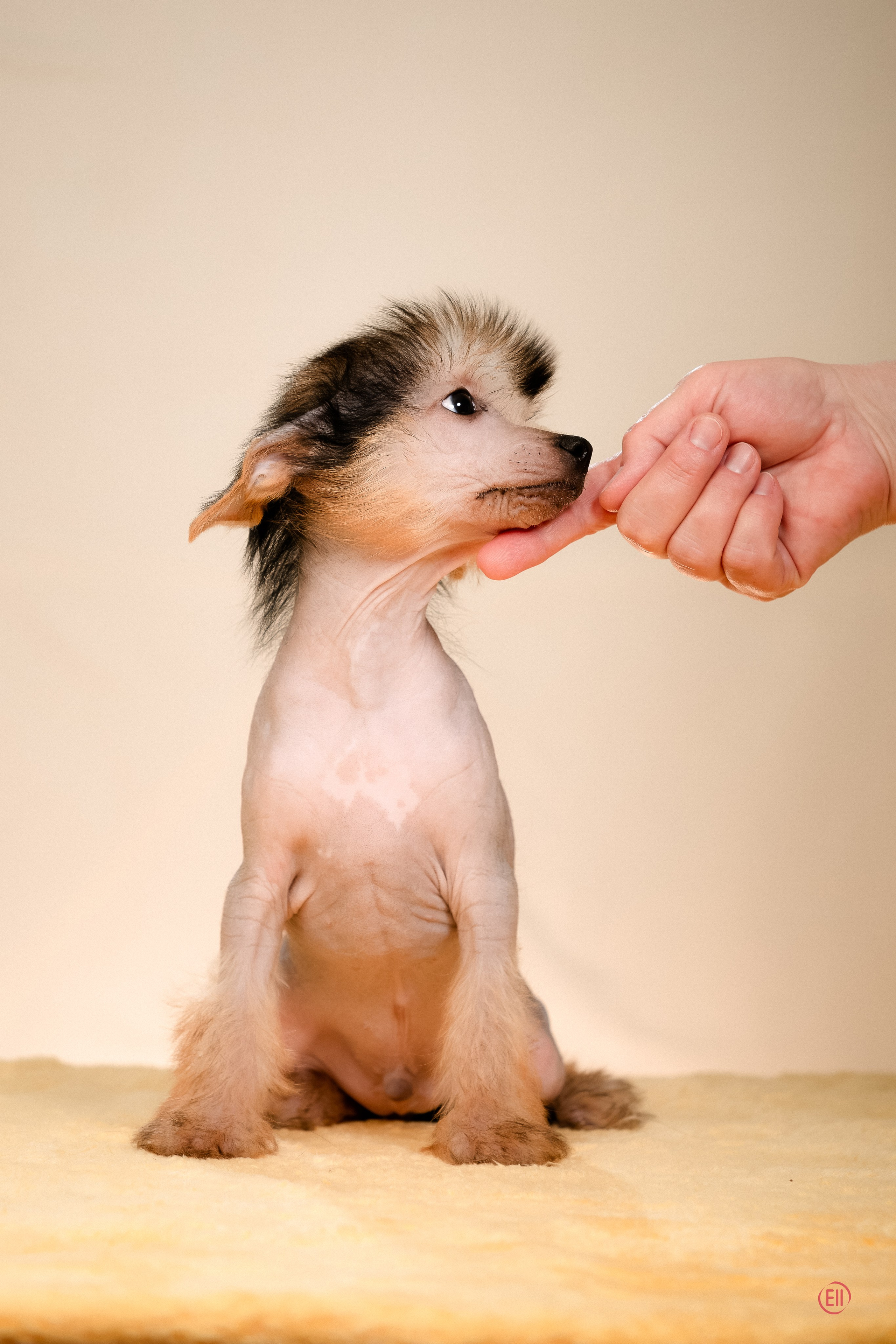 Poale Ell Zhan. Poale Ell Chinese Crested Dog Kennel: Buy a puppy from the kennel