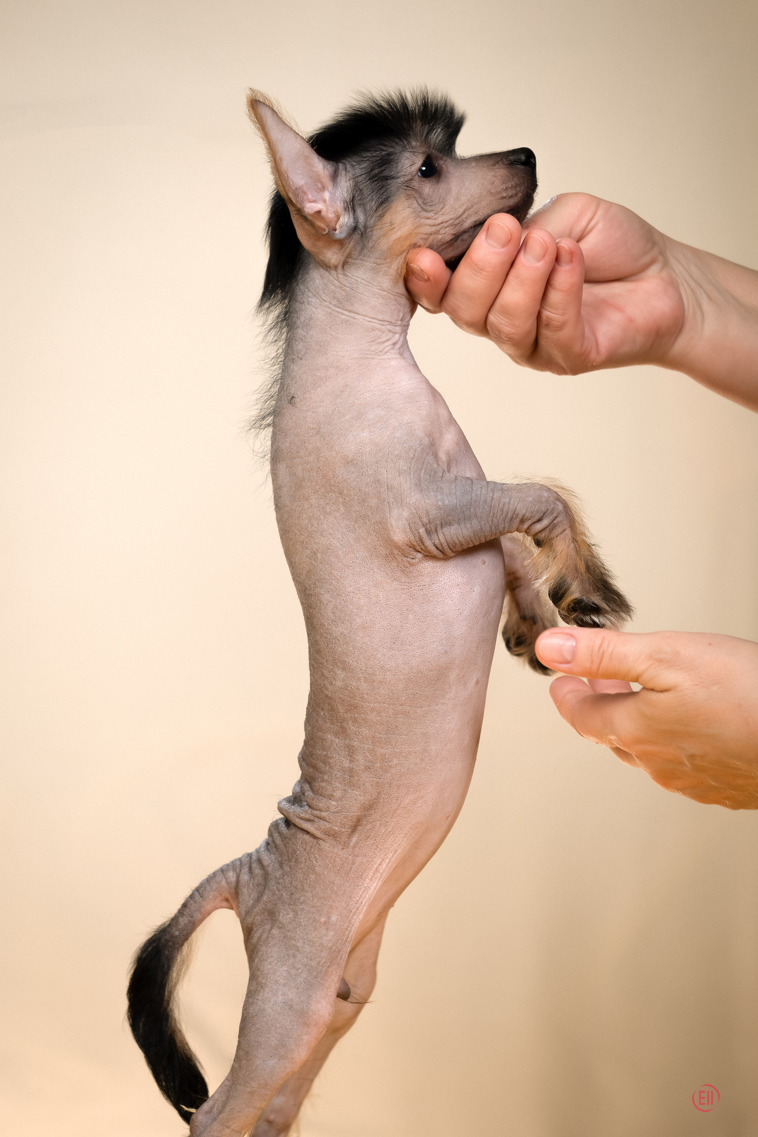 Poale Ell Zhasmin. Poale Ell Chinese Crested Dog Kennel: Buy a puppy from the kennel