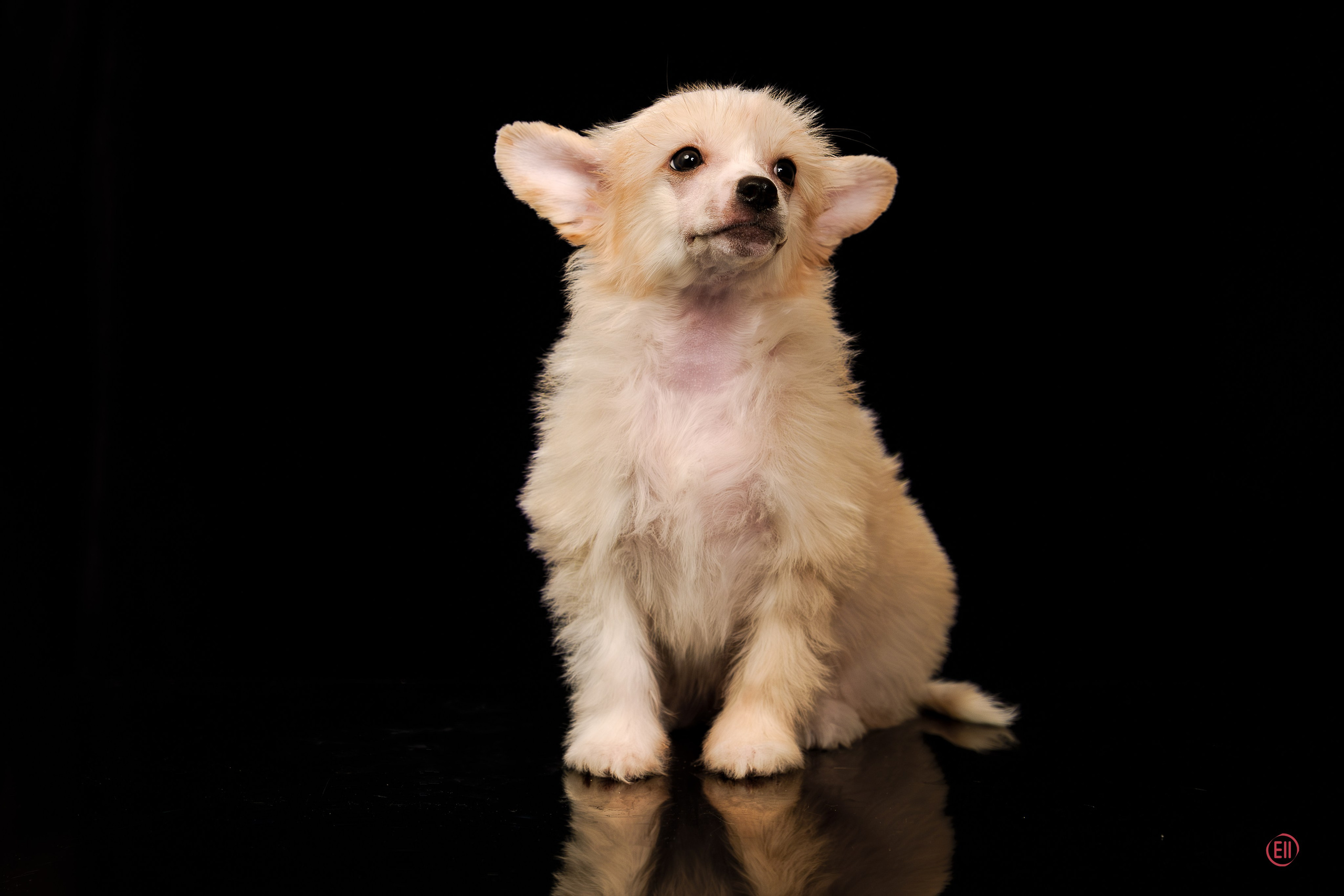Poale Ell Ermak. Poale Ell Chinese Crested Dog Kennel: Buy a puppy from the kennel