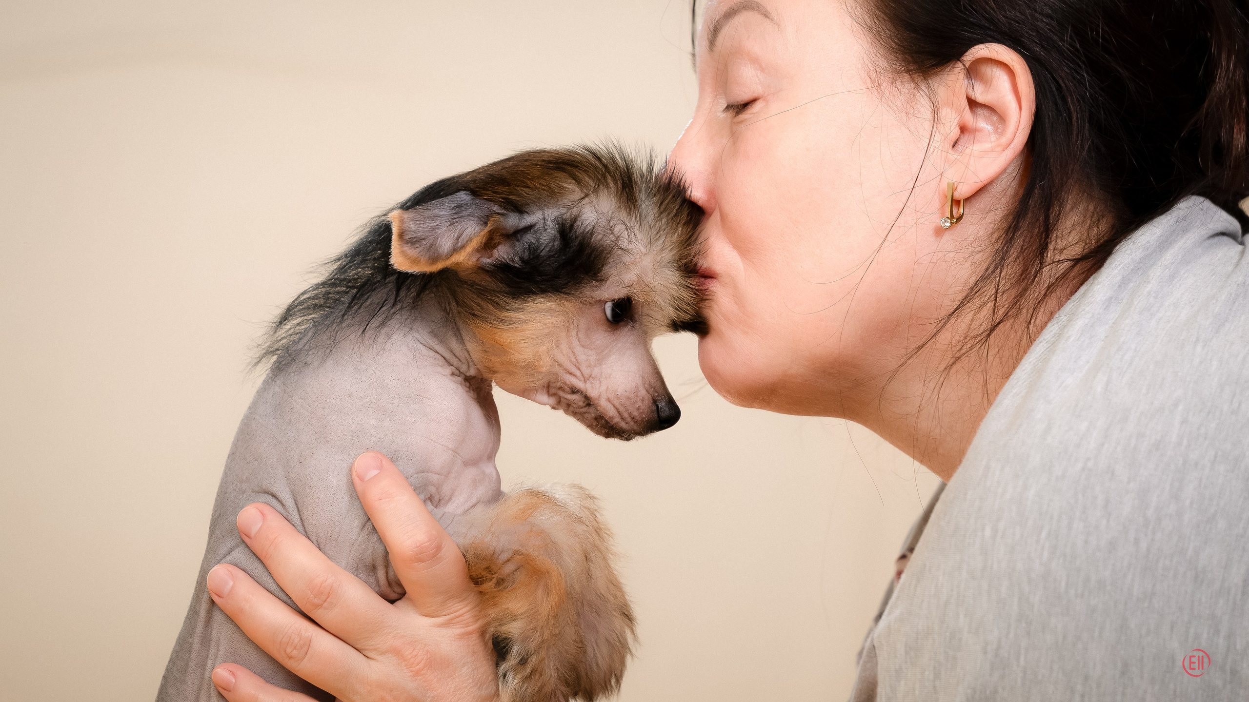 Poale Ell Zhan. Poale Ell Chinese Crested Dog Kennel: Buy a puppy from the kennel