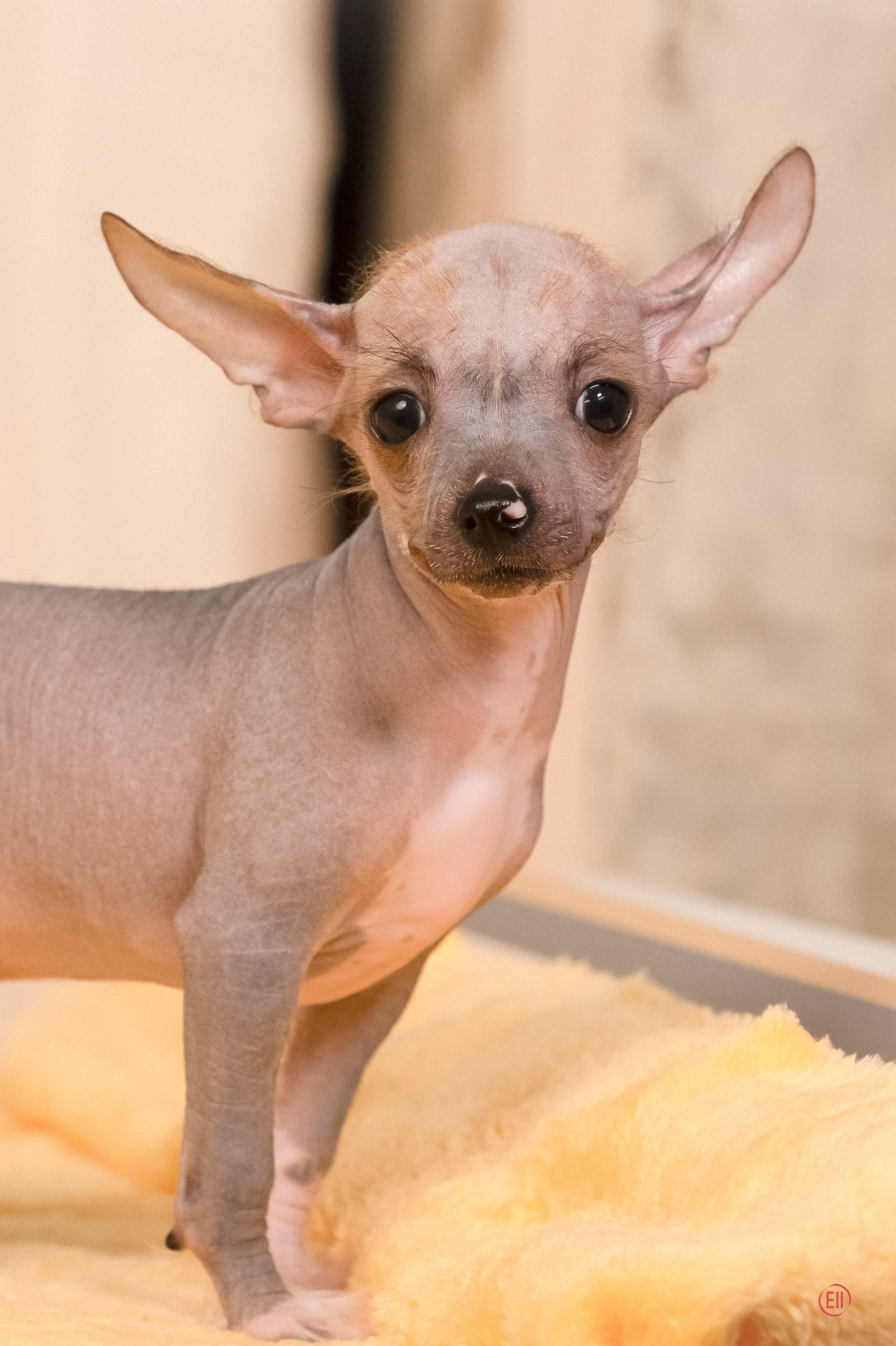 Poale Ell Erofei. Poale Ell Chinese Crested Dog Kennel: Buy a puppy from the kennel