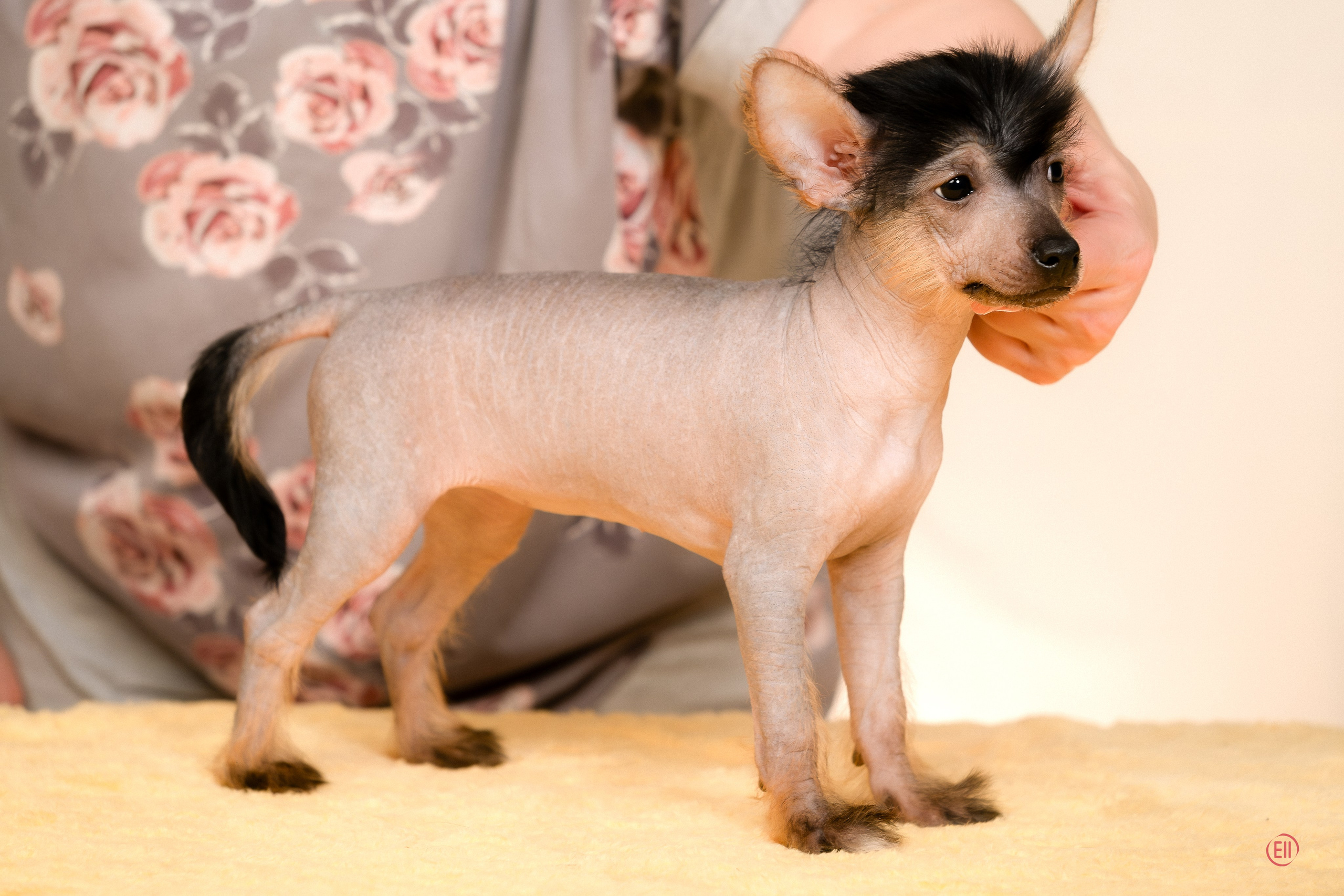 Poale Ell Zhasmin. Poale Ell Chinese Crested Dog Kennel: Buy a puppy from the kennel